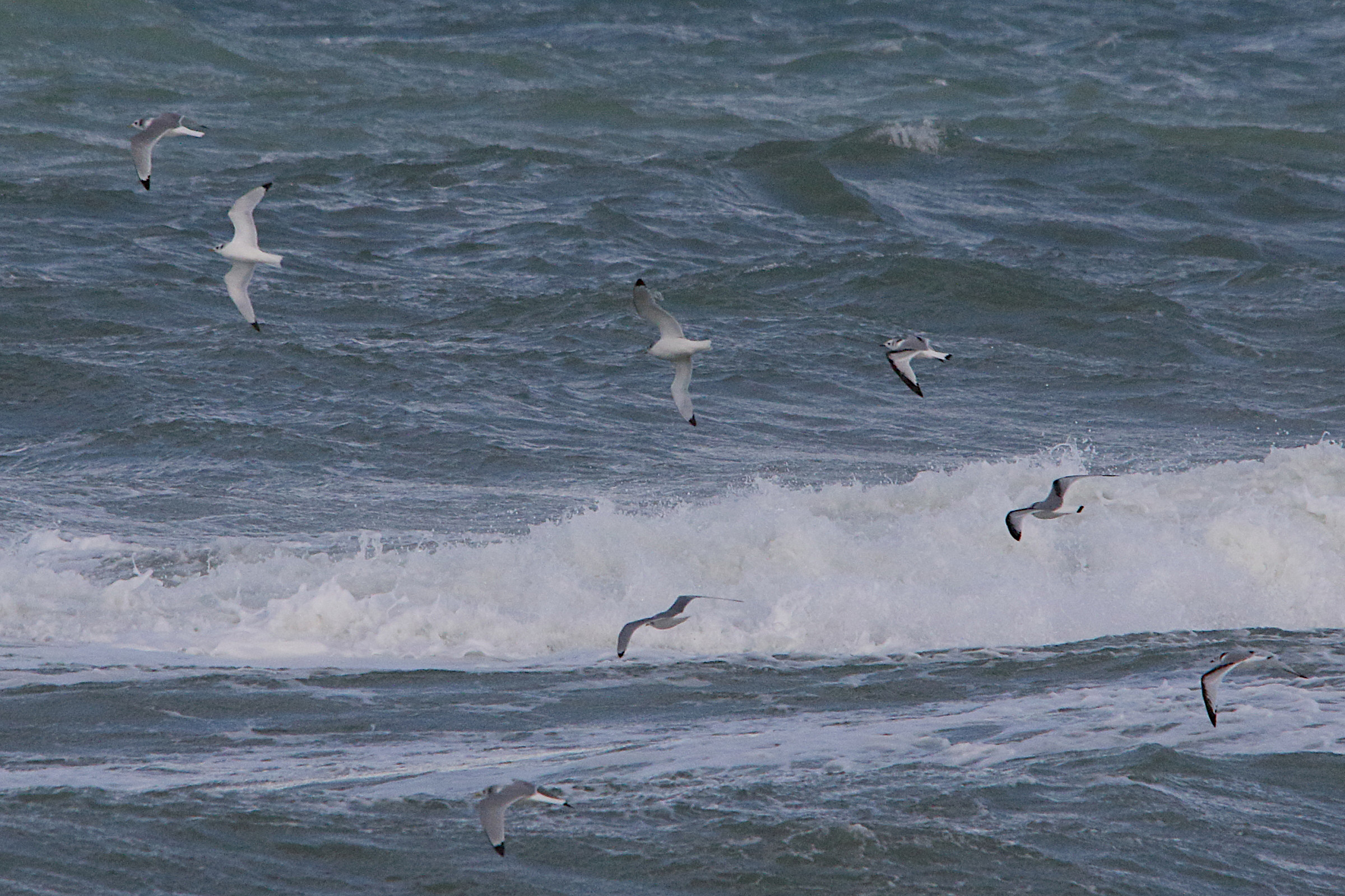 mouette_tridactyle_-_rissa_tridactyla11md