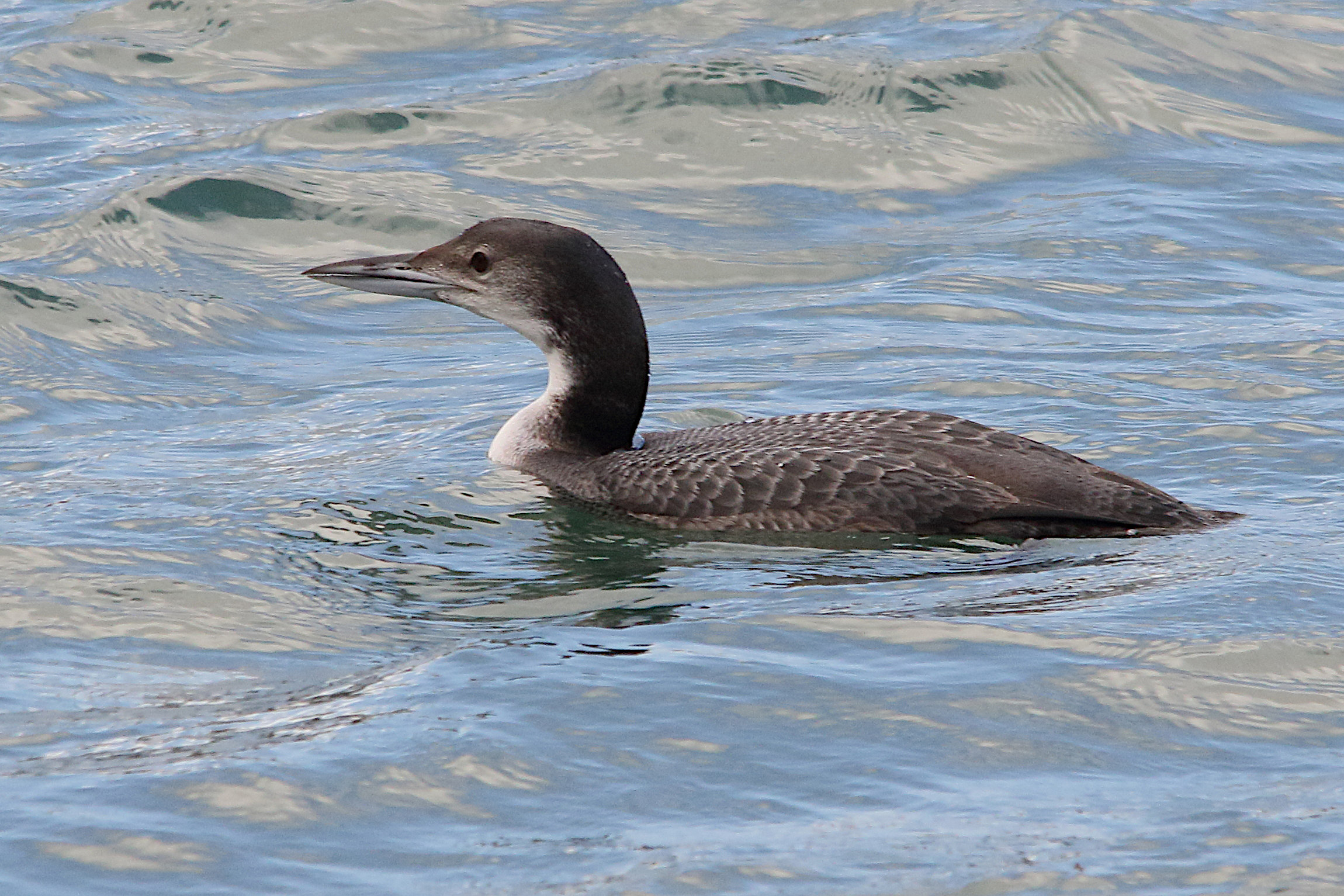 plongeon_imbrin_-_gavia_immer5md