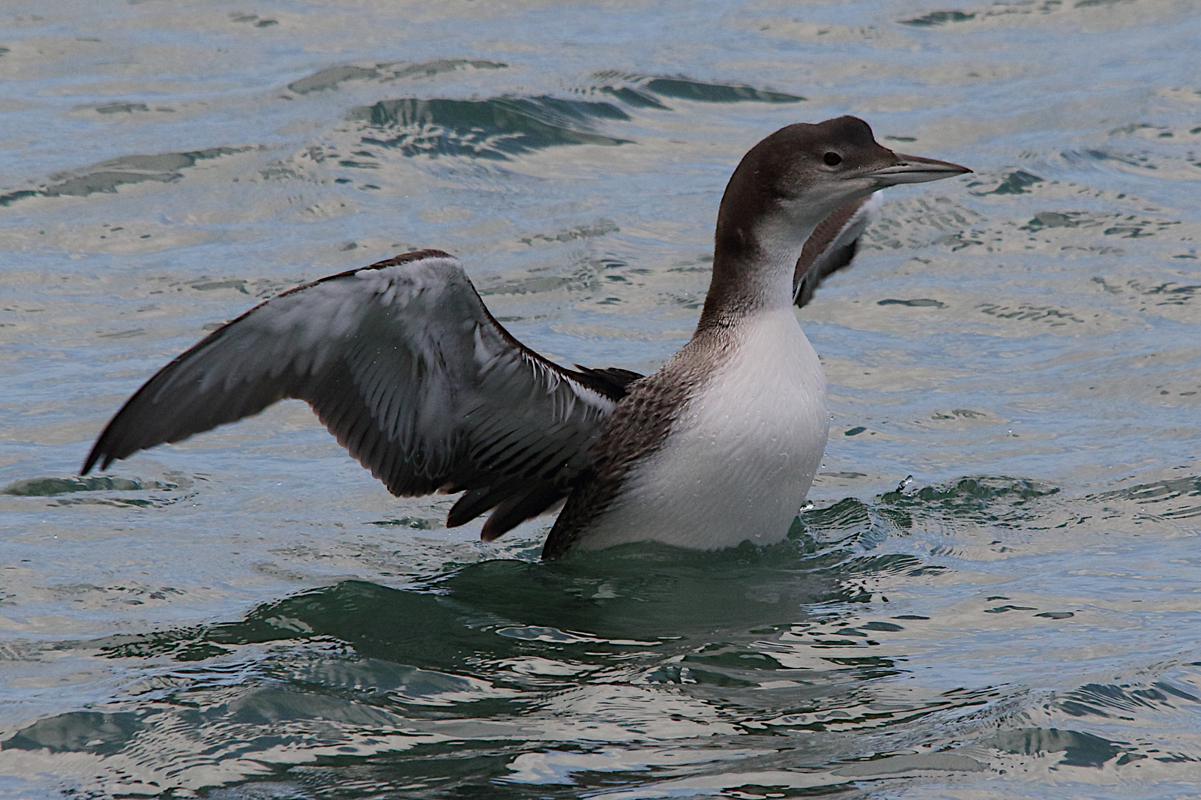 plongeon_imbrin_-_gavia_immer6md