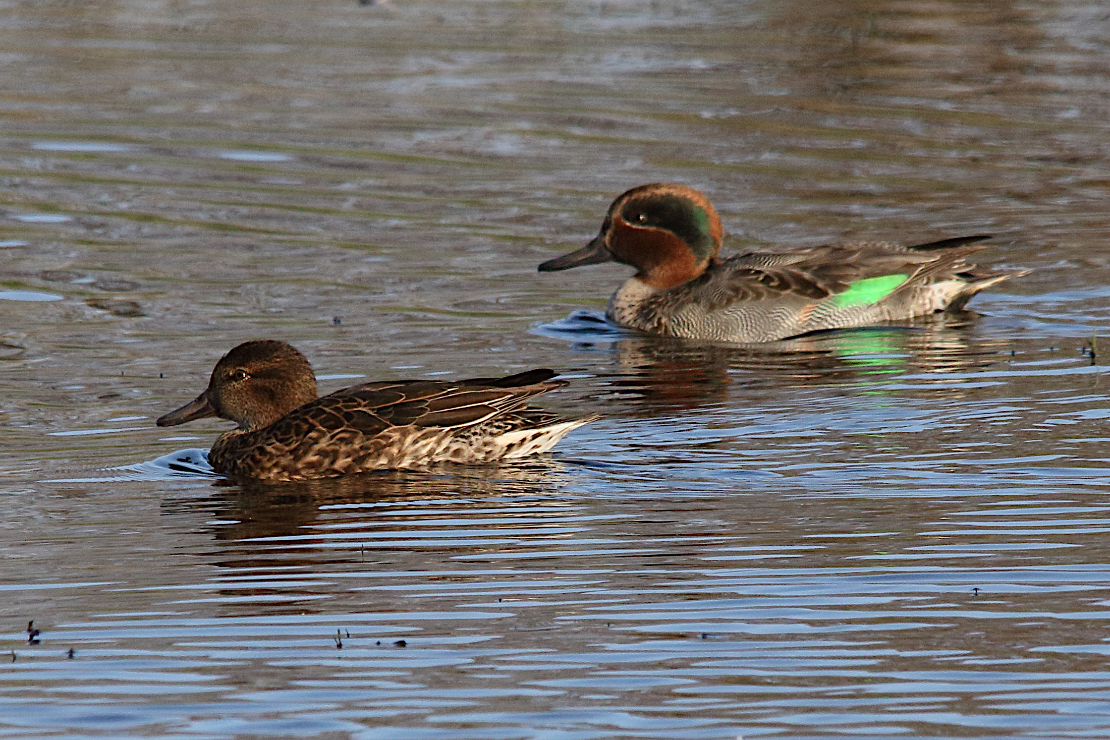 sarcelle_d-hiver_-_anas_crecca10md