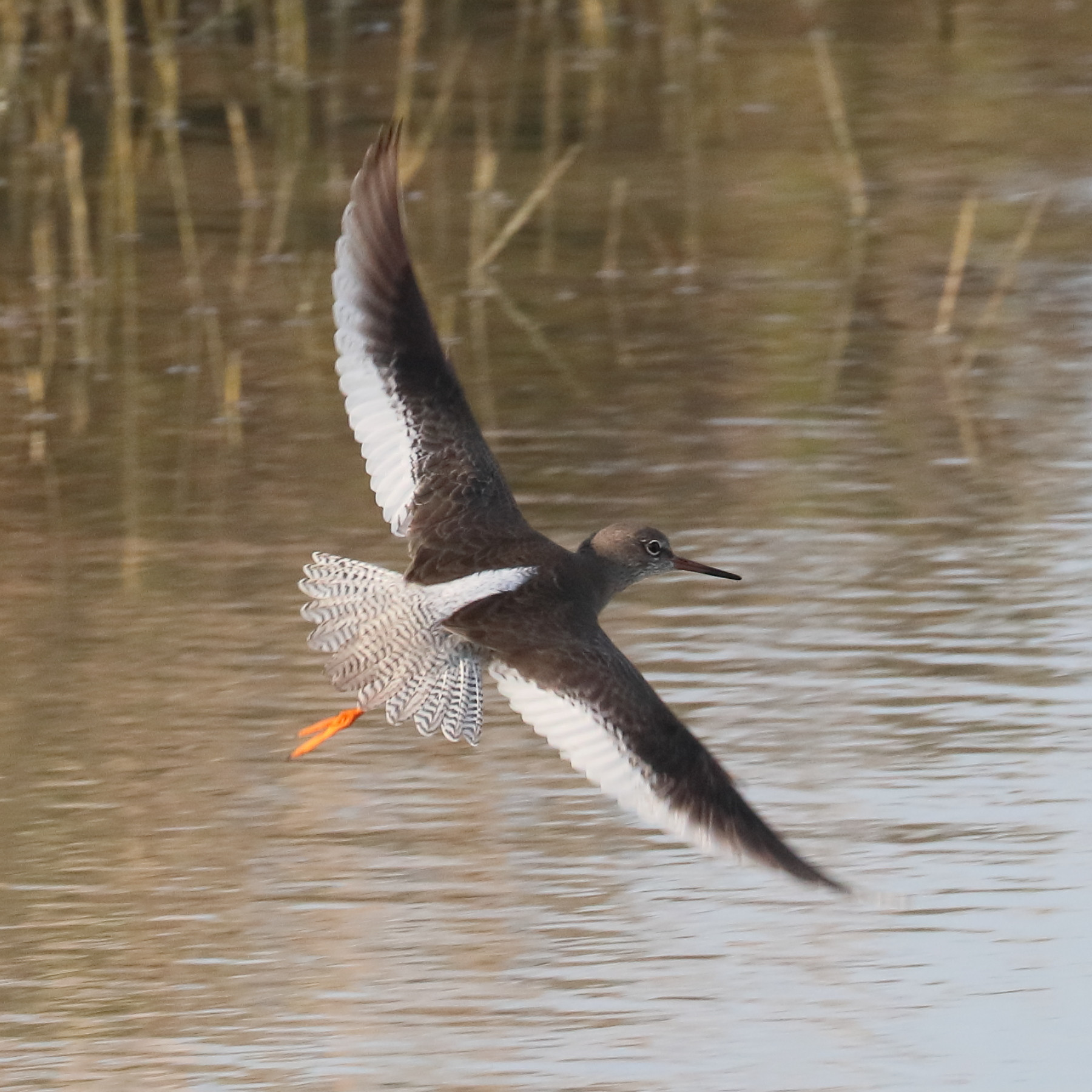 chevalier_gambette-_tringa_totanus14bd