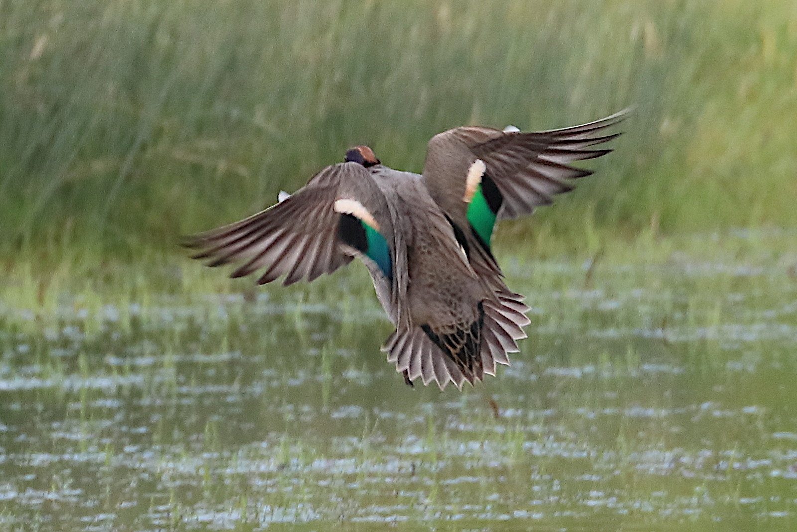 sarcelle_d-hiver_-_anas_crecca11bd