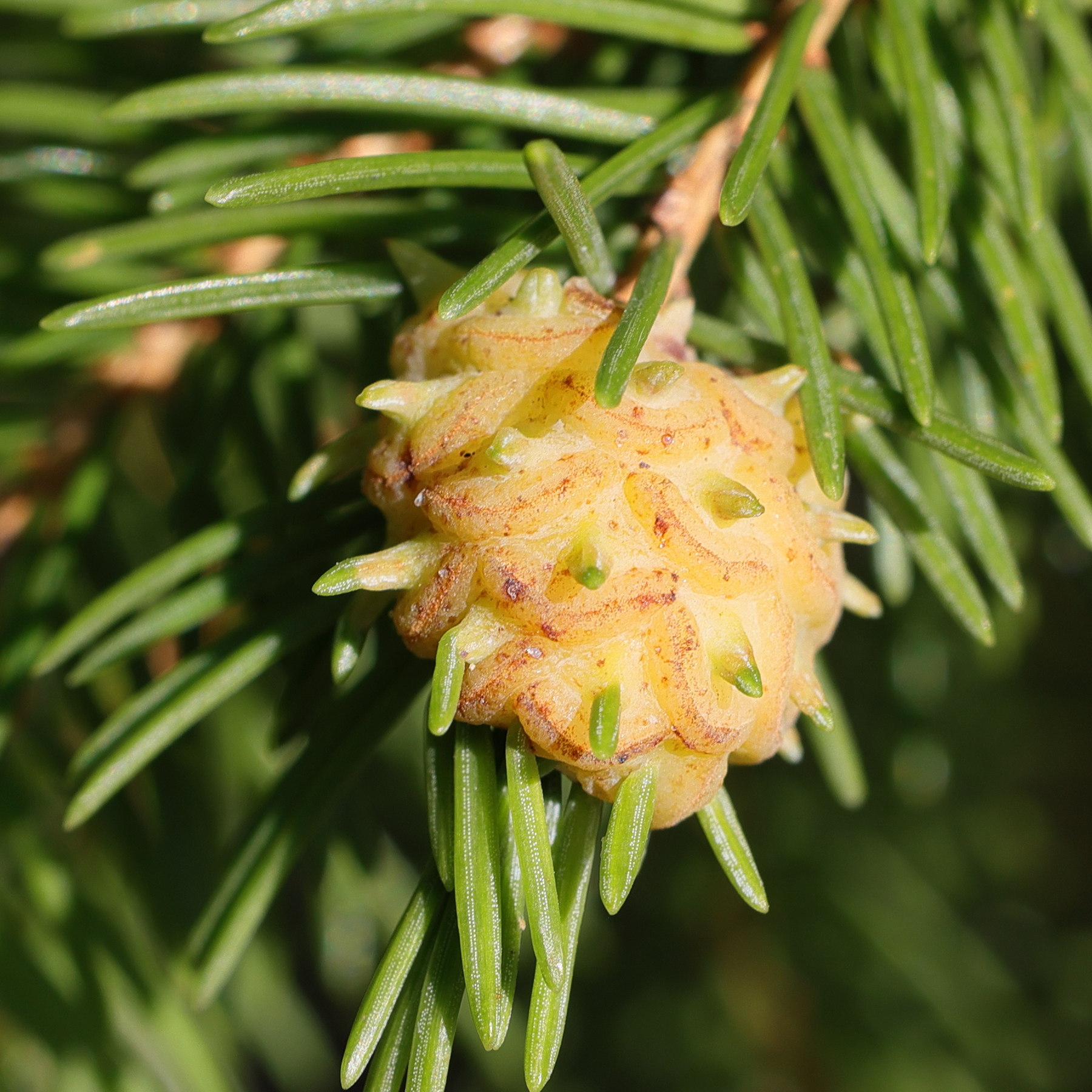 adelges_tardus_galle1md