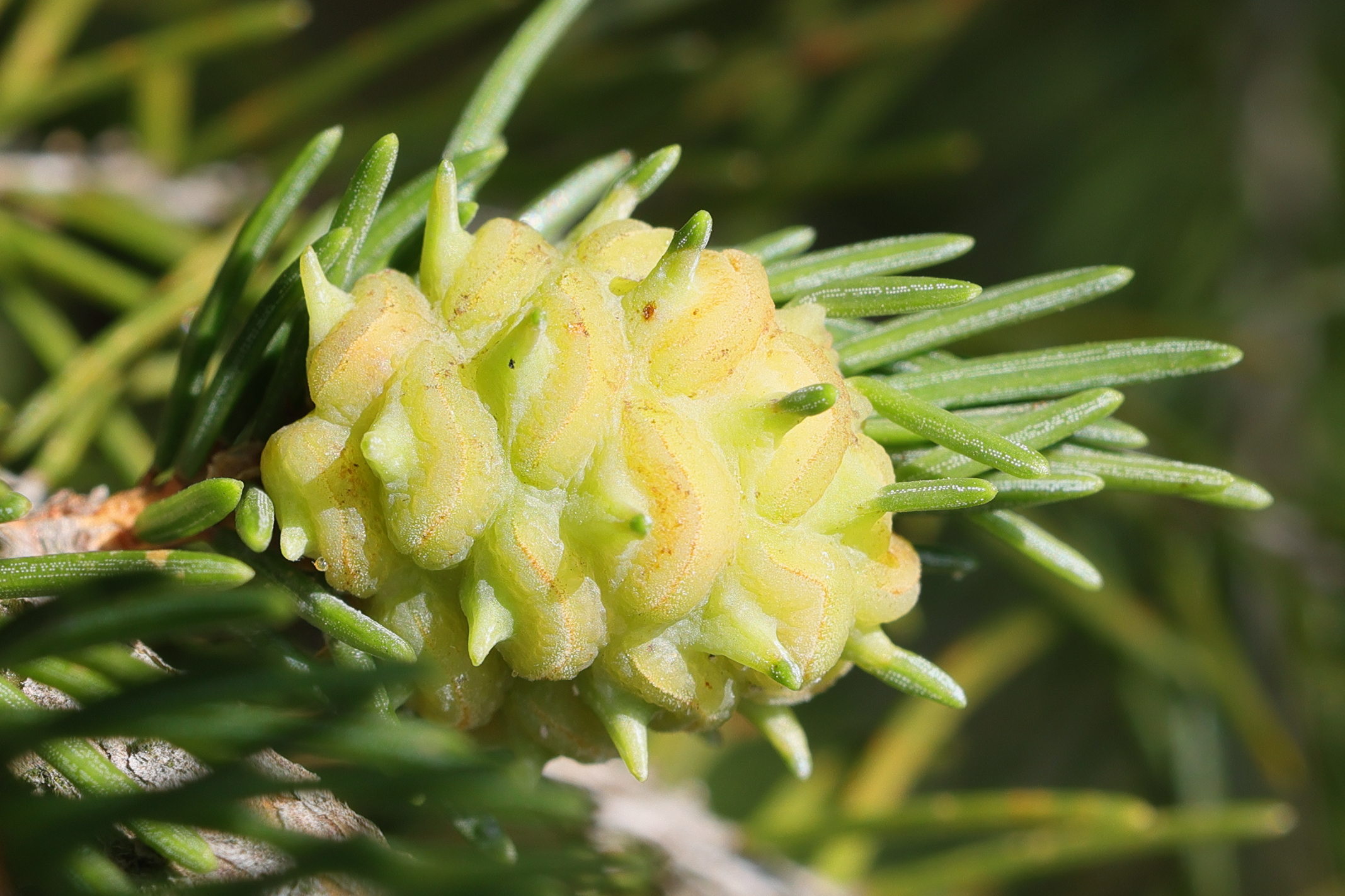 adelges_tardus_galle2md