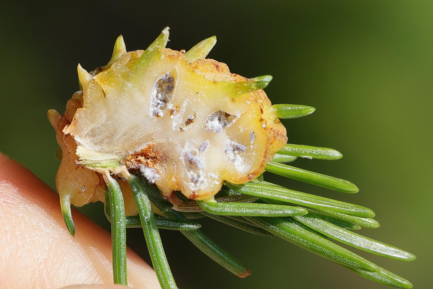 adelges_tardus_galle3md