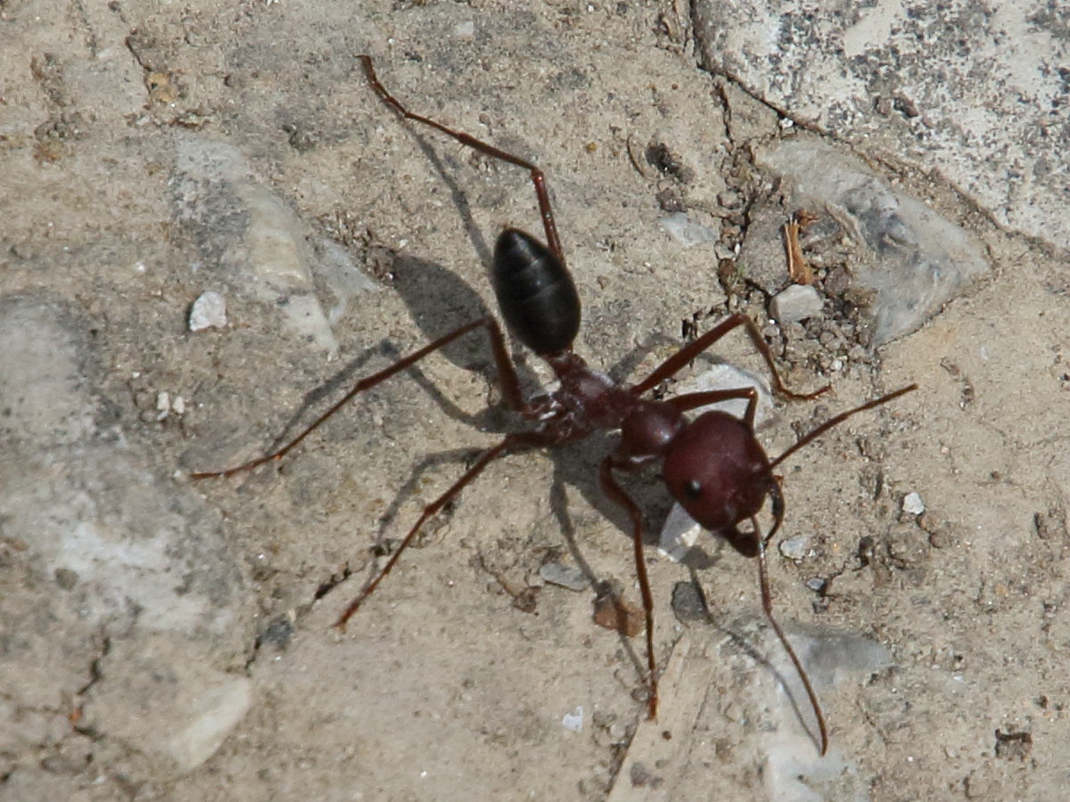 cataglyphis_albicans3bd