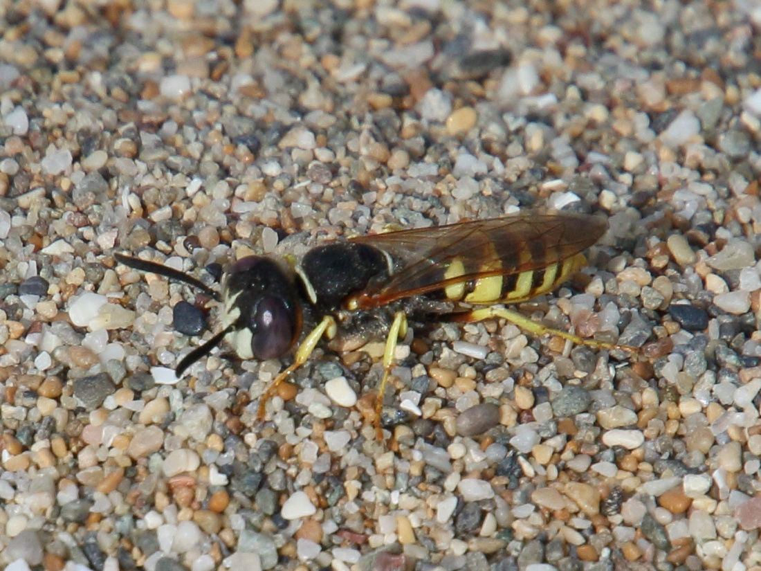 philanthus_triangulum7bd