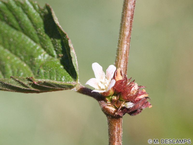 Afficher le média melochia_nodiflora4md melochia_nodiflora4md