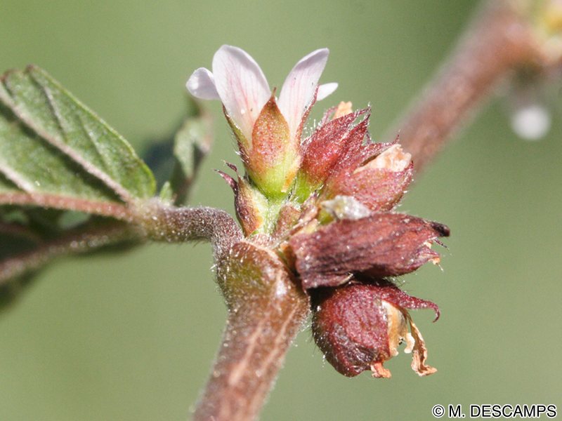 Afficher le média melochia_nodiflora5md melochia_nodiflora5md