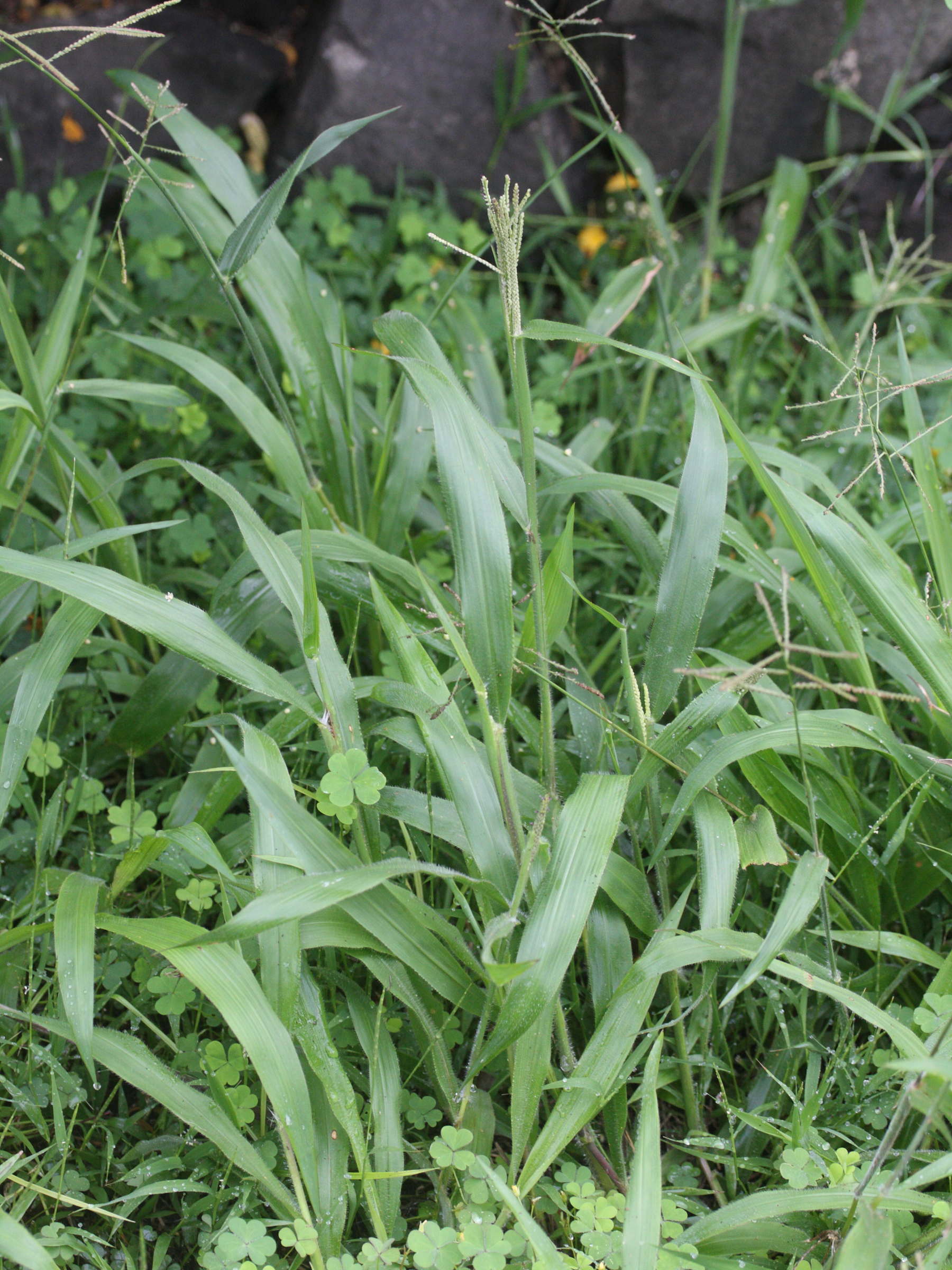 Afficher le média paspalum_paniculatum1md paspalum_paniculatum1md