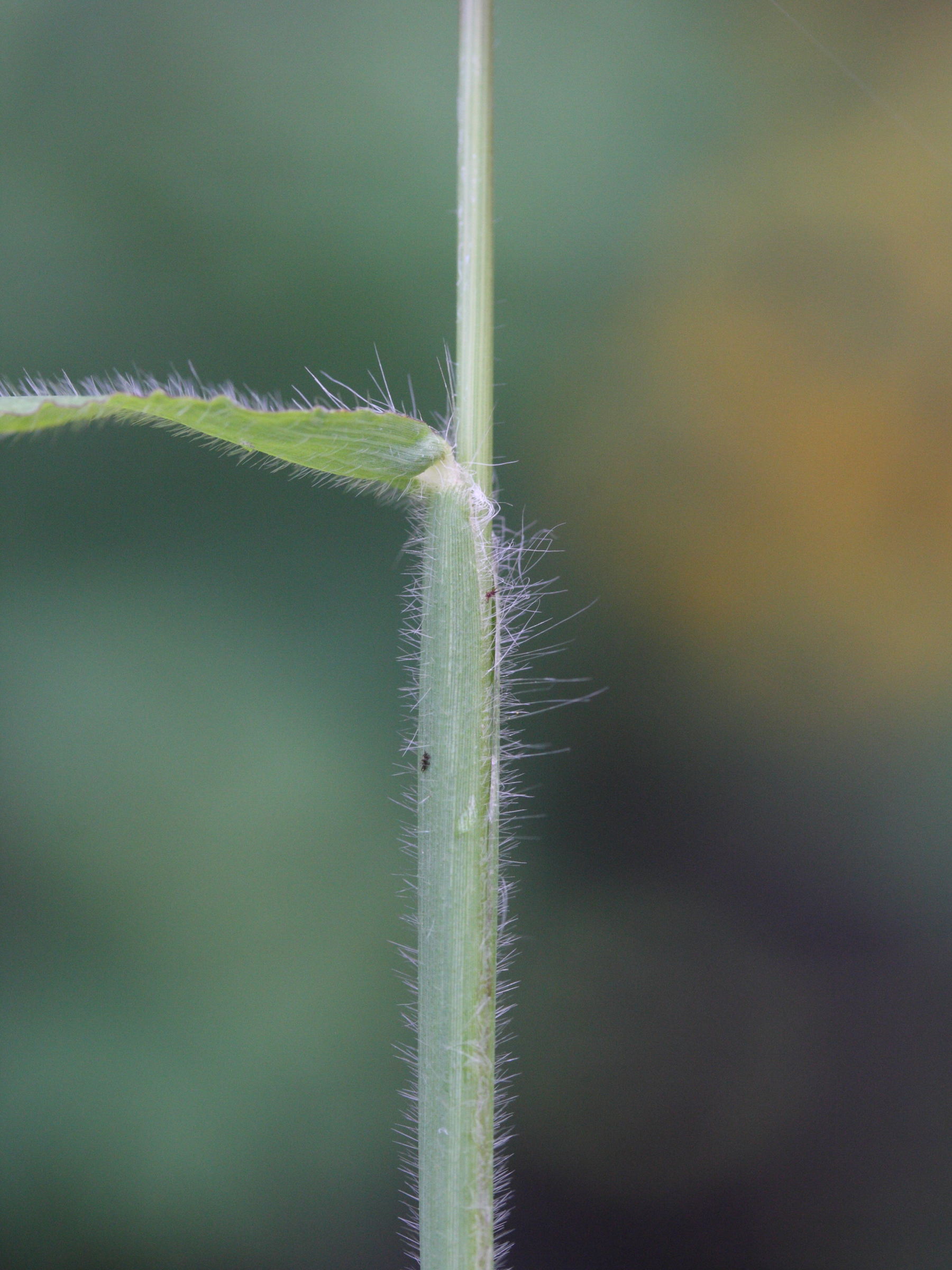 Afficher le média paspalum_paniculatum2md paspalum_paniculatum2md