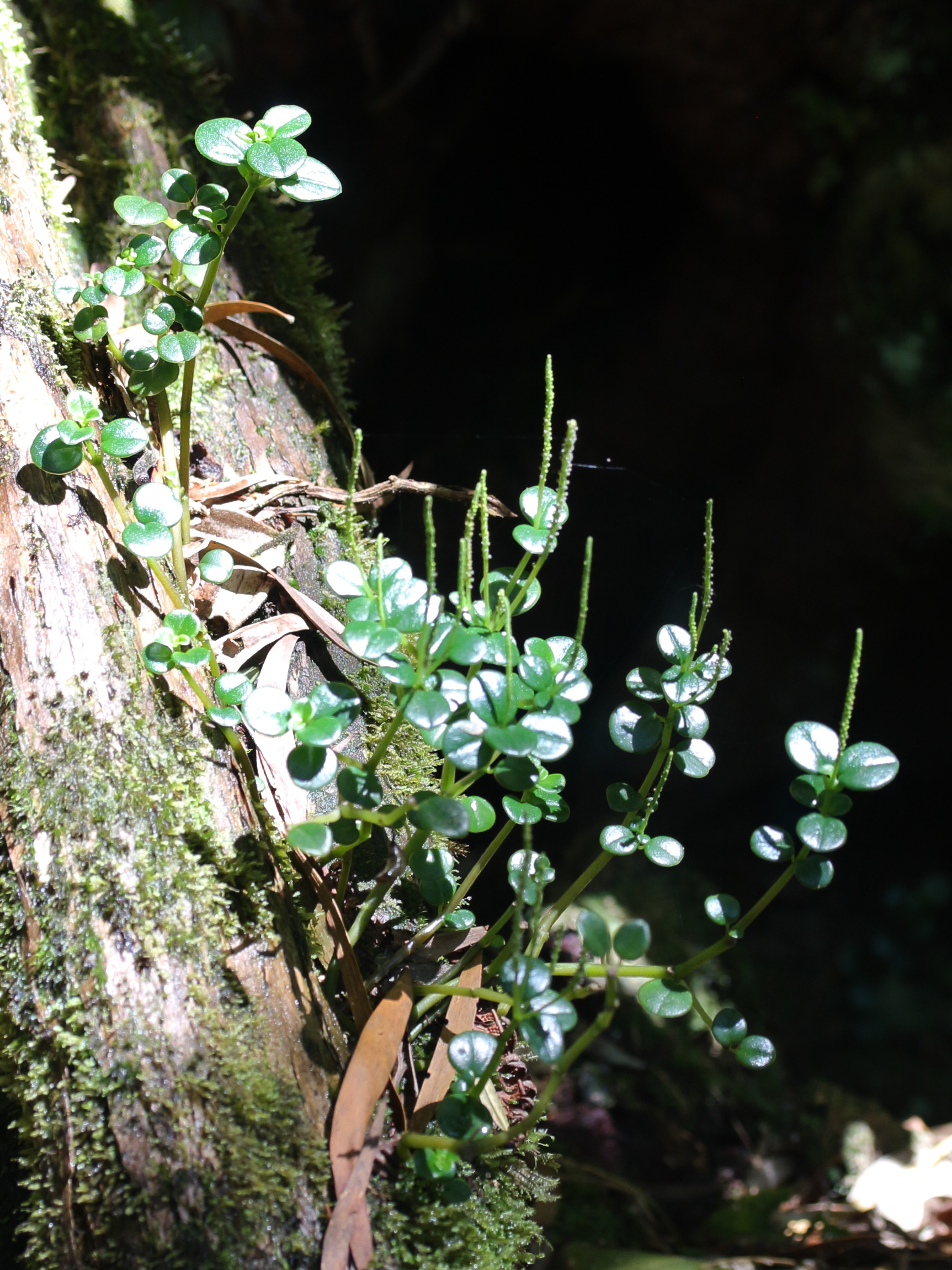 peperomia_elliptica1md