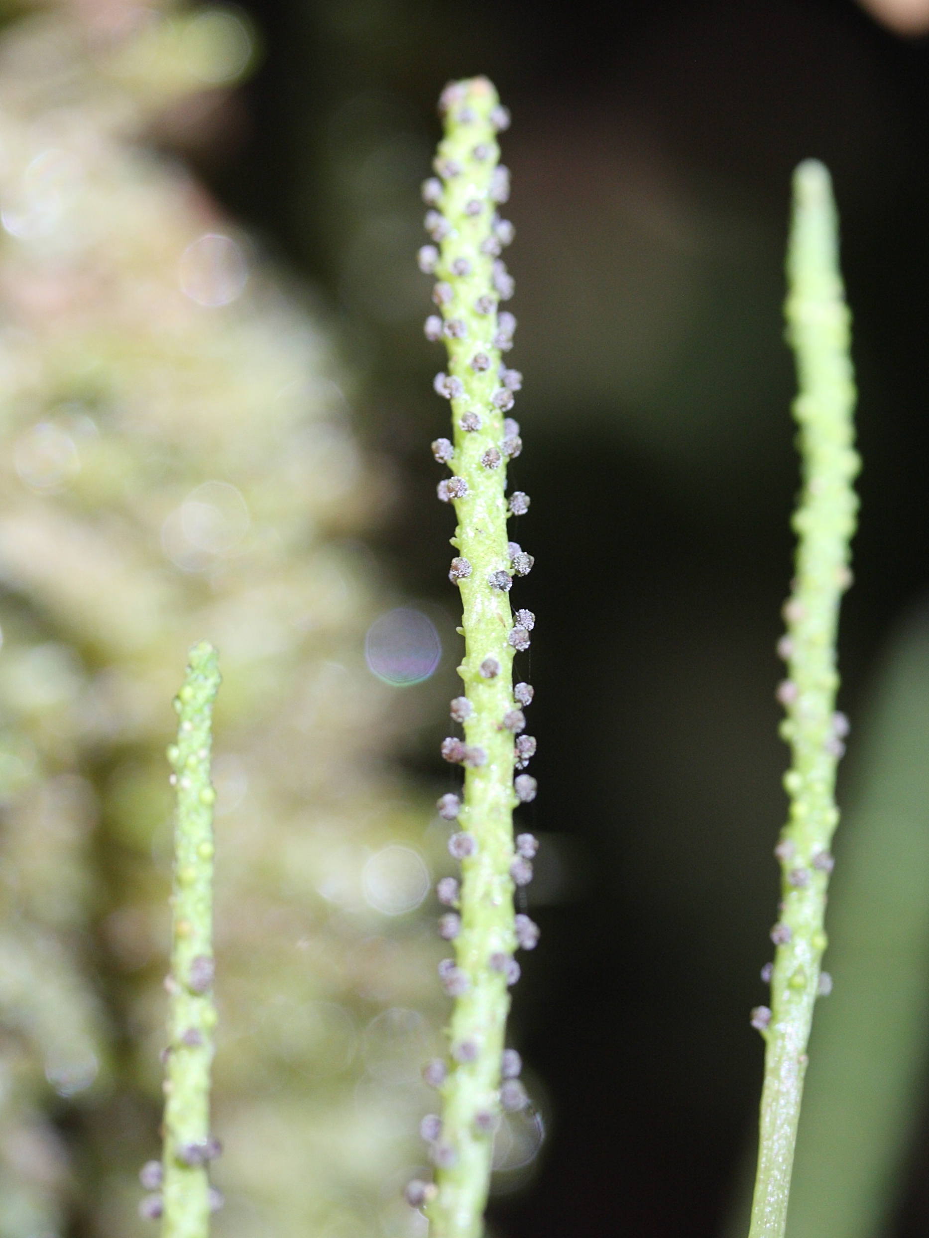 peperomia_elliptica2md