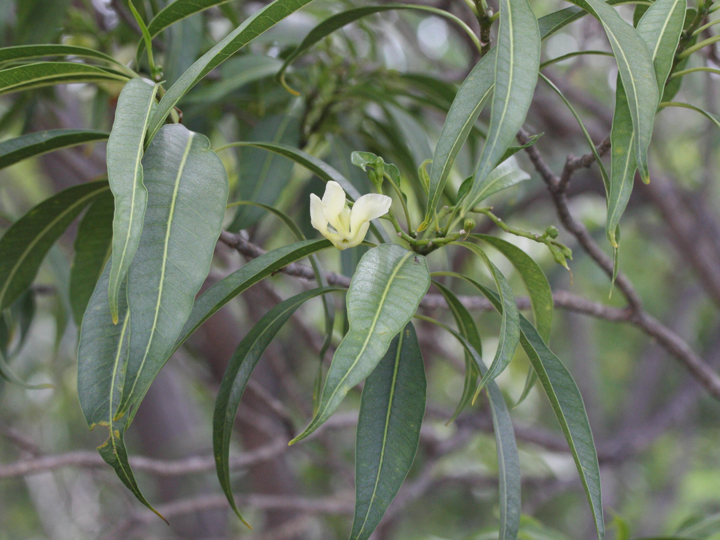 tabernaemontana_persicariifoliamd