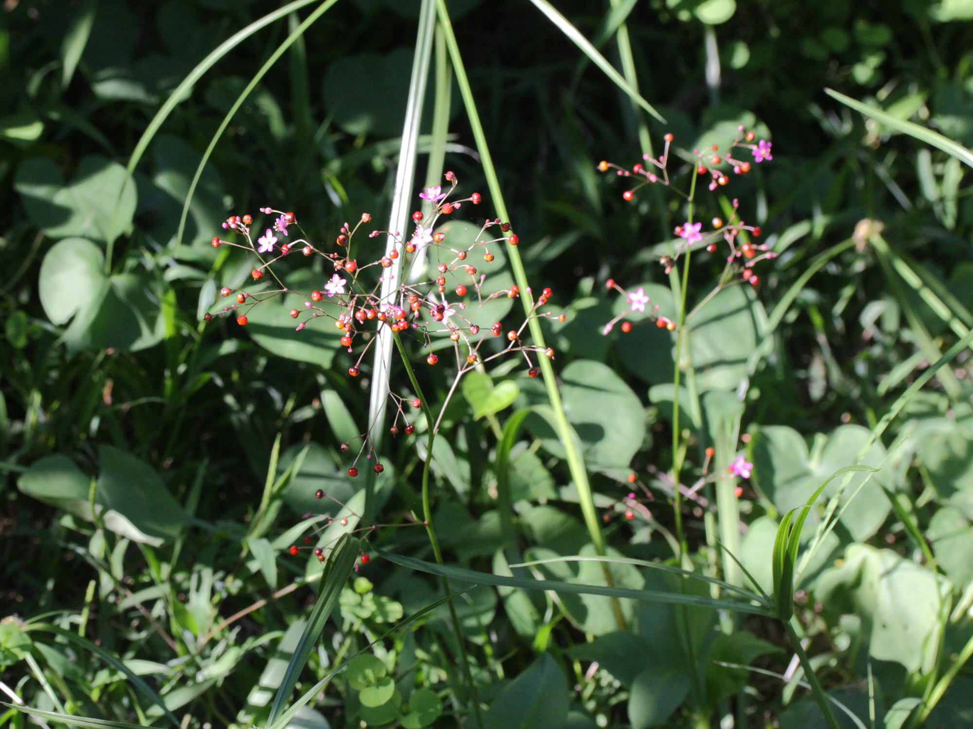 talinum_paniculatum1md