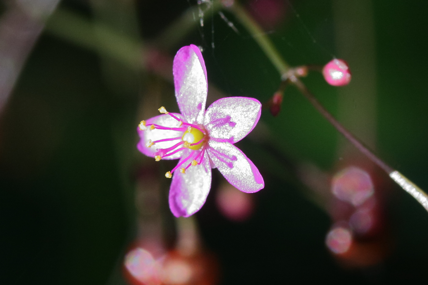 talinum_paniculatum2md