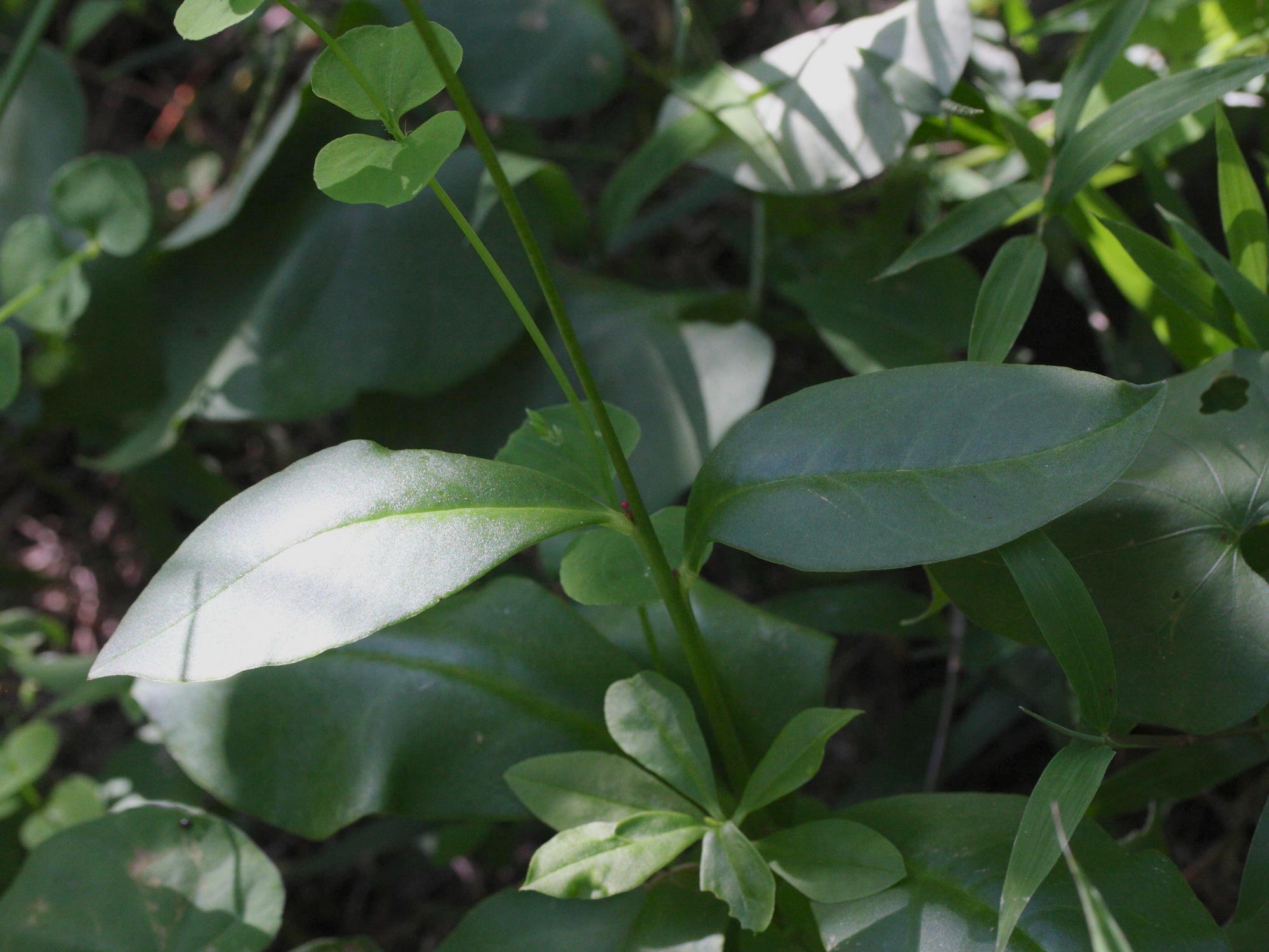 telinum_paniculatum3md