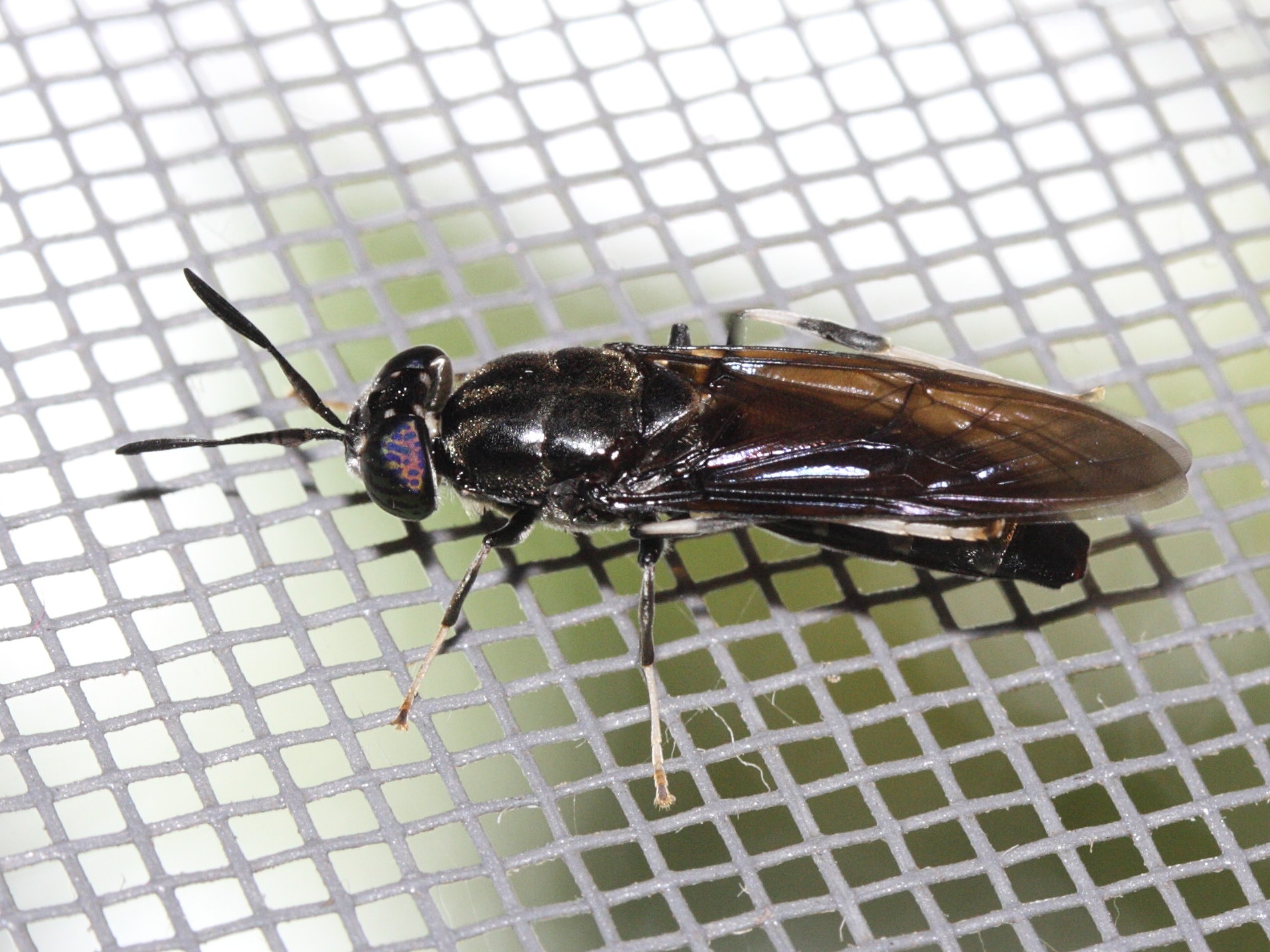 hermetia_illucens1md