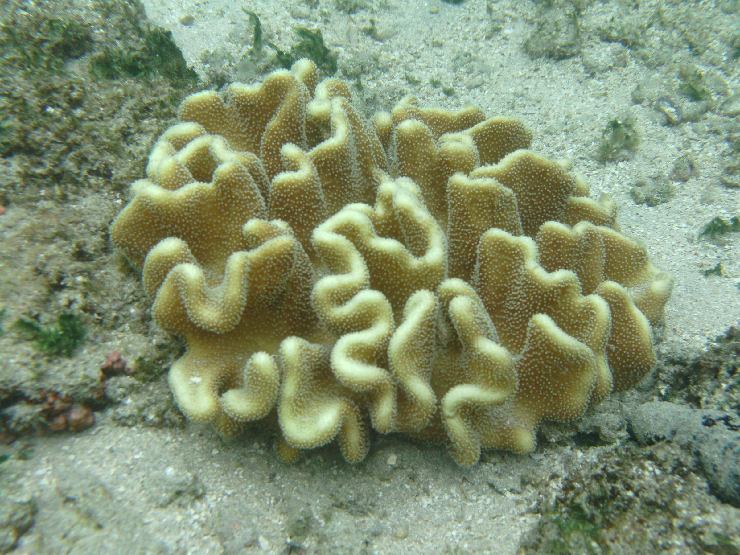 lobophytum_crassumbd