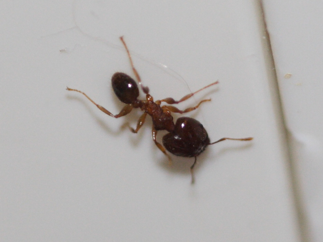 pheidole_megacephala1md