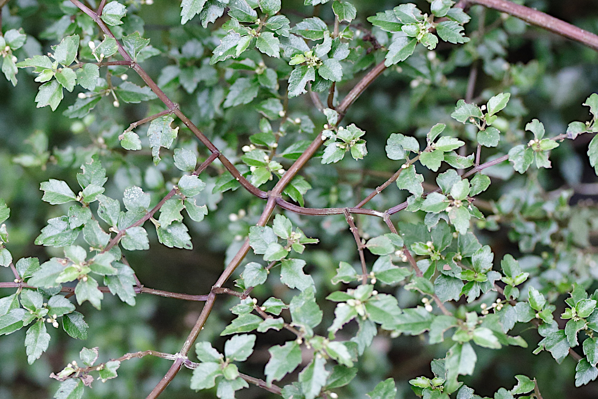 pilea_urticifolia1md