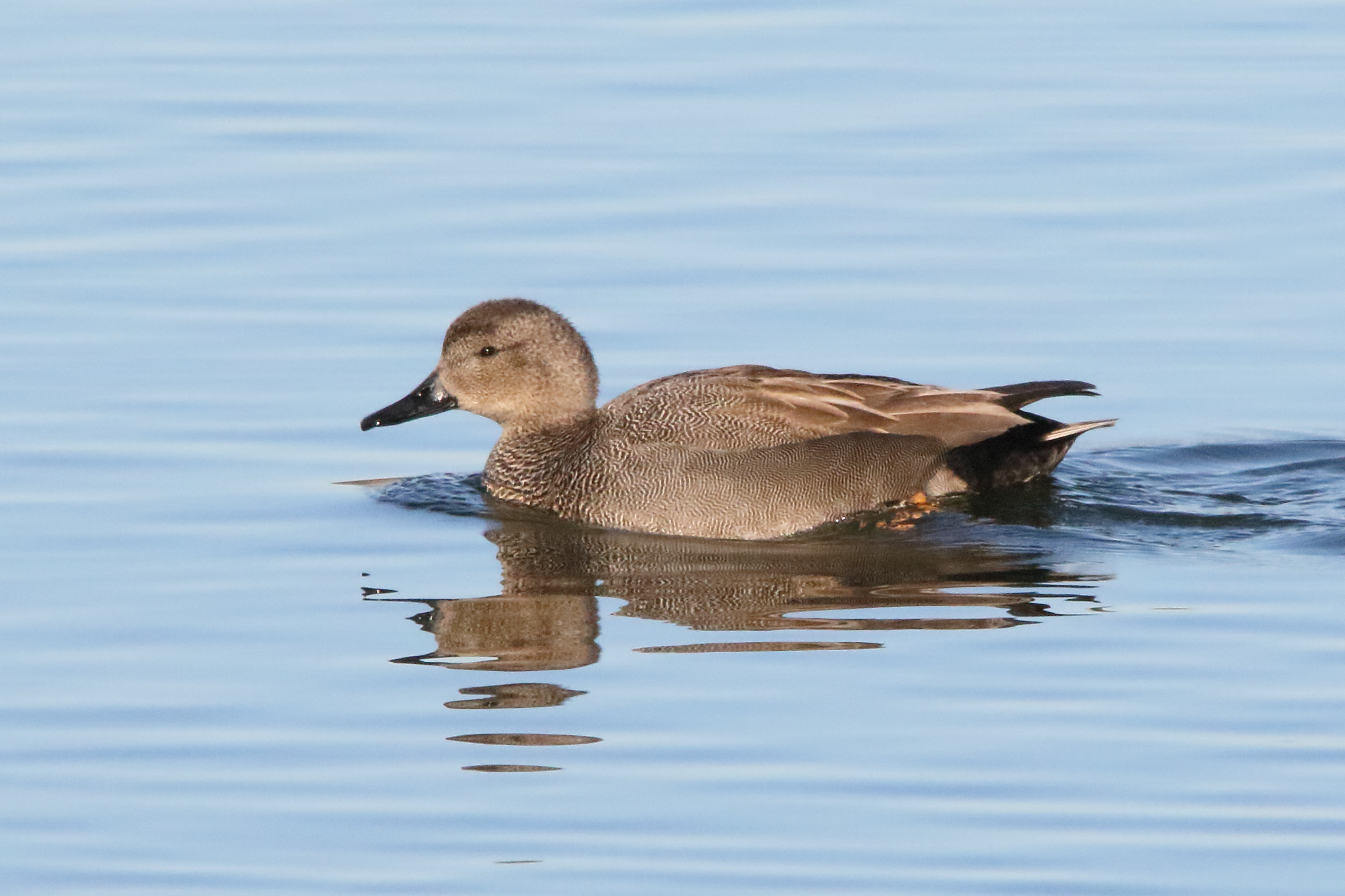 canard_chipeau_-_mareca_strepera1md