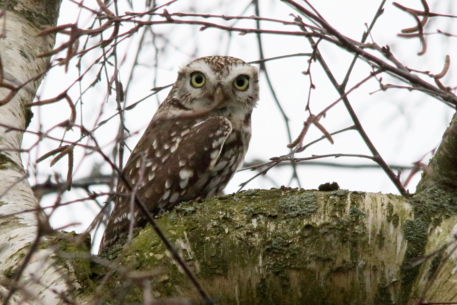 cheveche_d-athena_-_athene_noctua5md