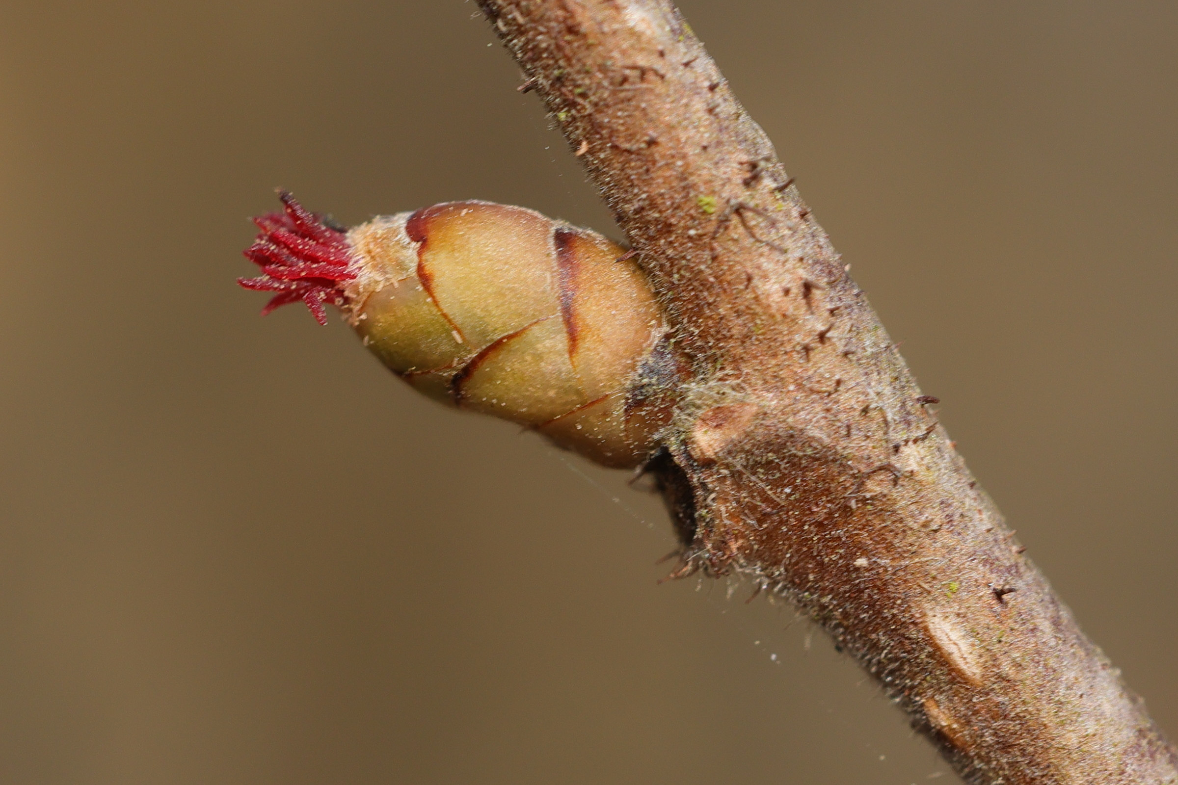 Afficher le média corylus_avellana4cmd corylus_avellana4cmd