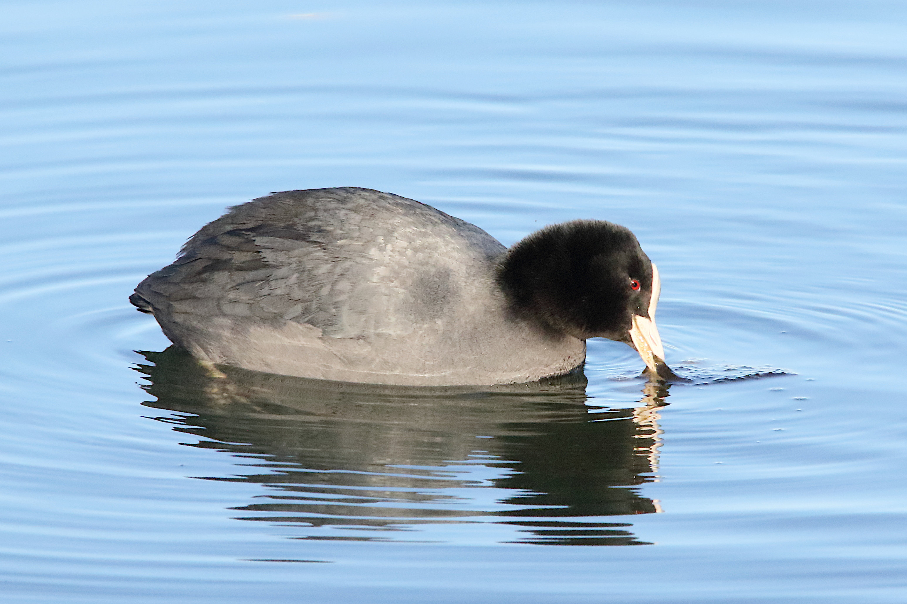 foulque_macroule_-_fulica_atra9md