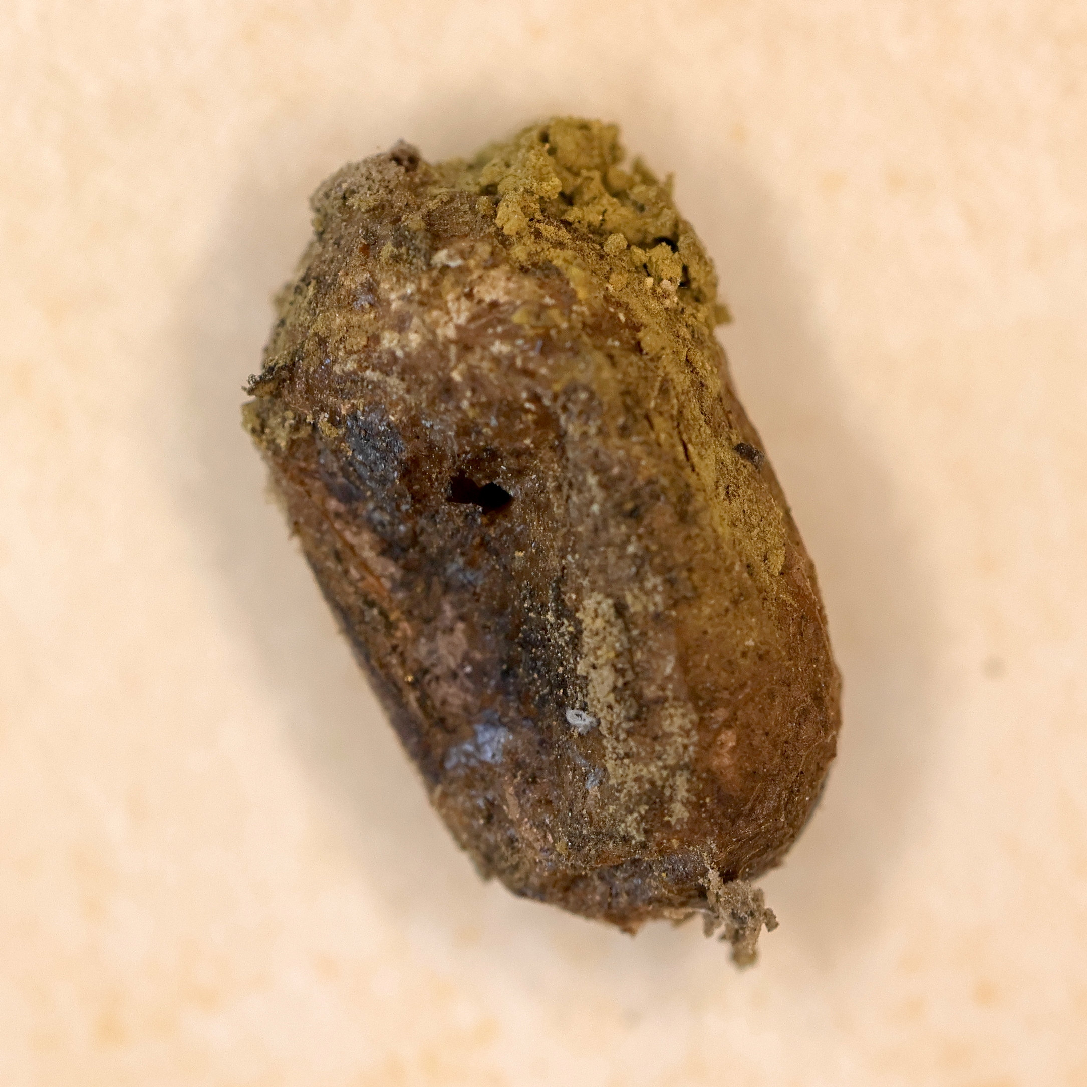 osmia_cornuta_cocon1md