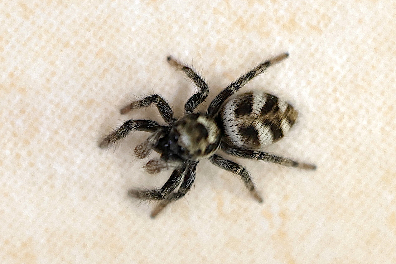 salticus_scenicus4md