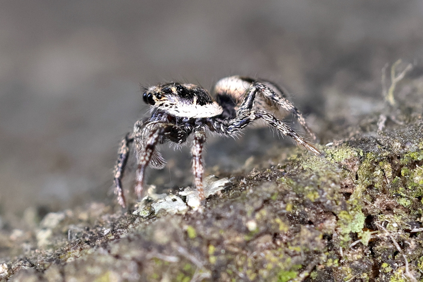 salticus_scenicus5md