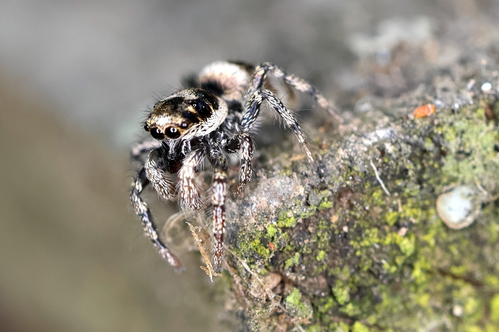 salticus_scenicus6md