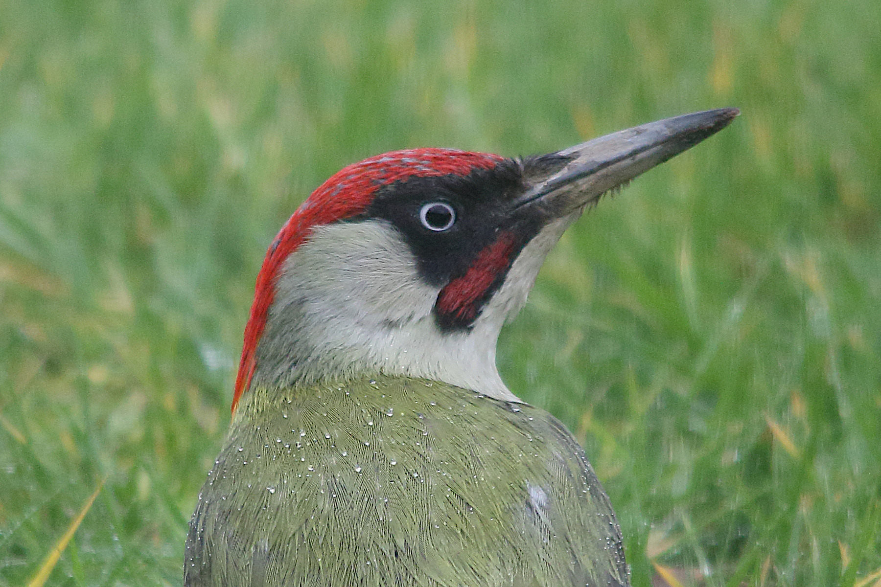 pic_vert_-_picus_viridis4amd