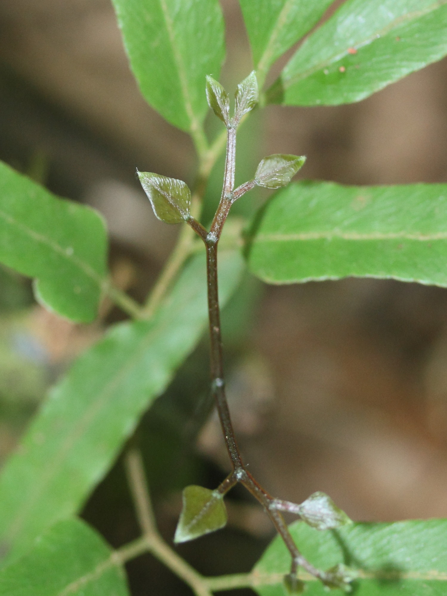 lygodium_lanceolatum6md