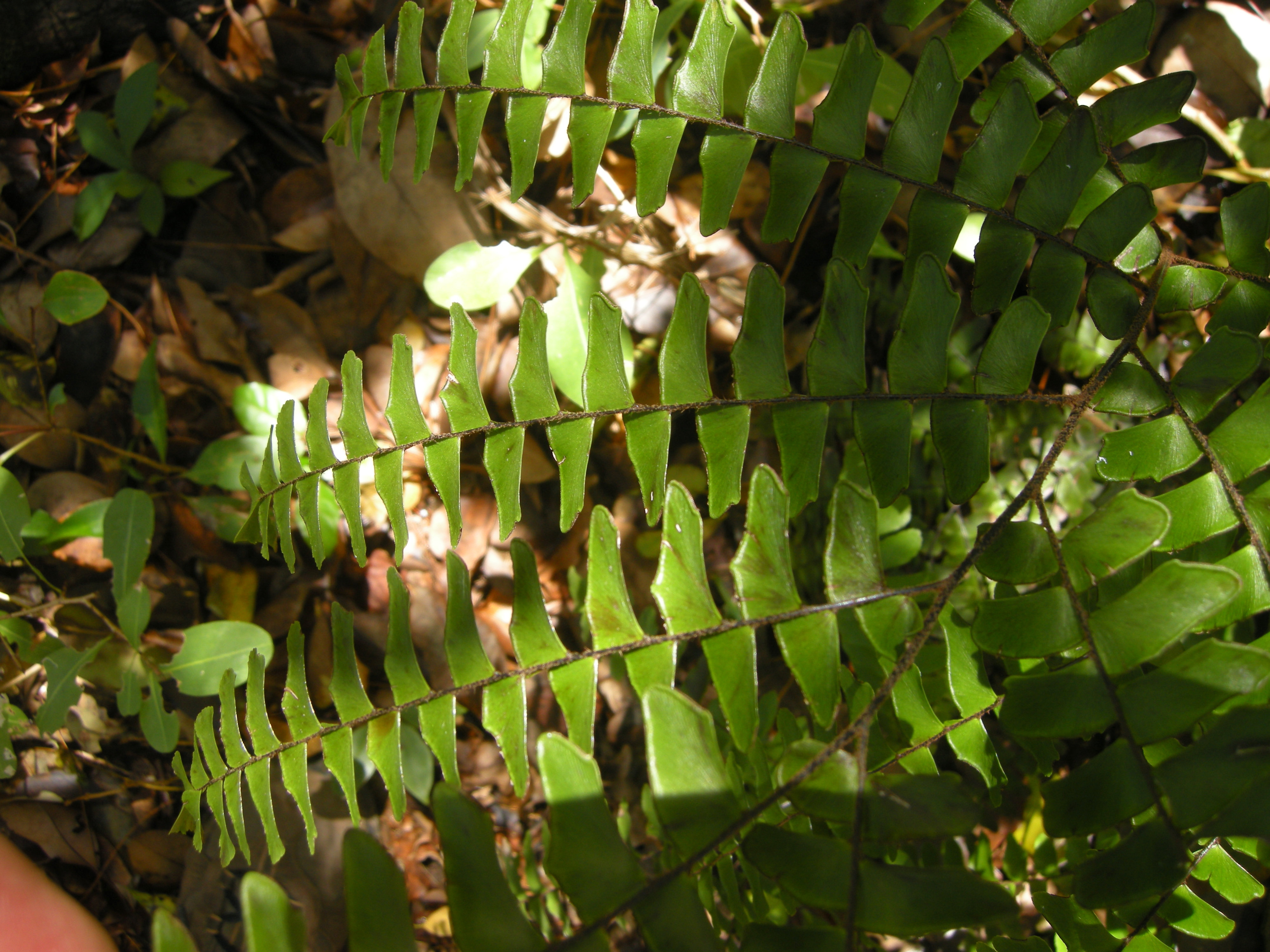 adiantum_latifolium4md