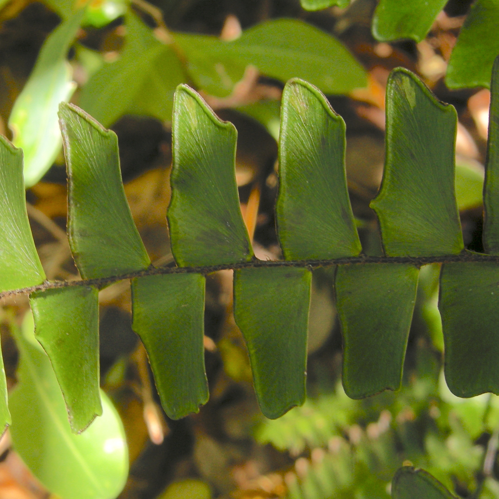 adiantum_latifolium5md