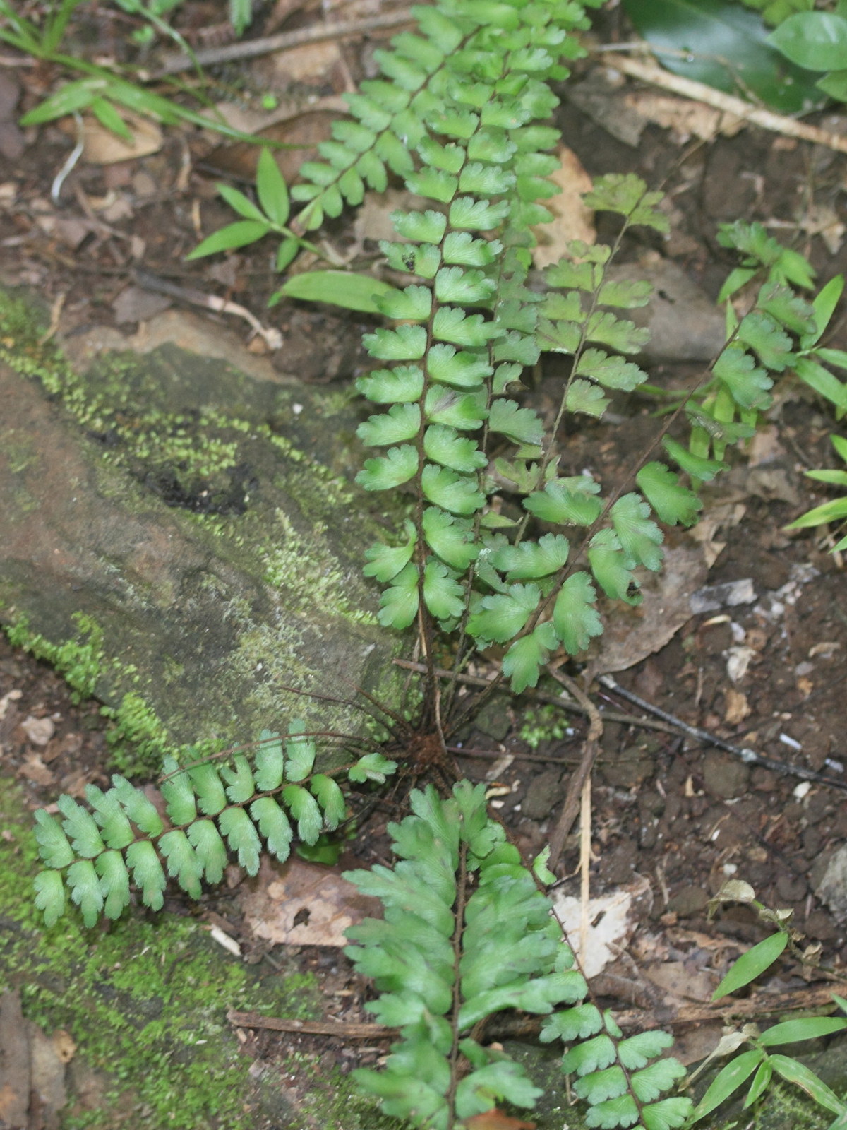 adiantum_lunulatum4md