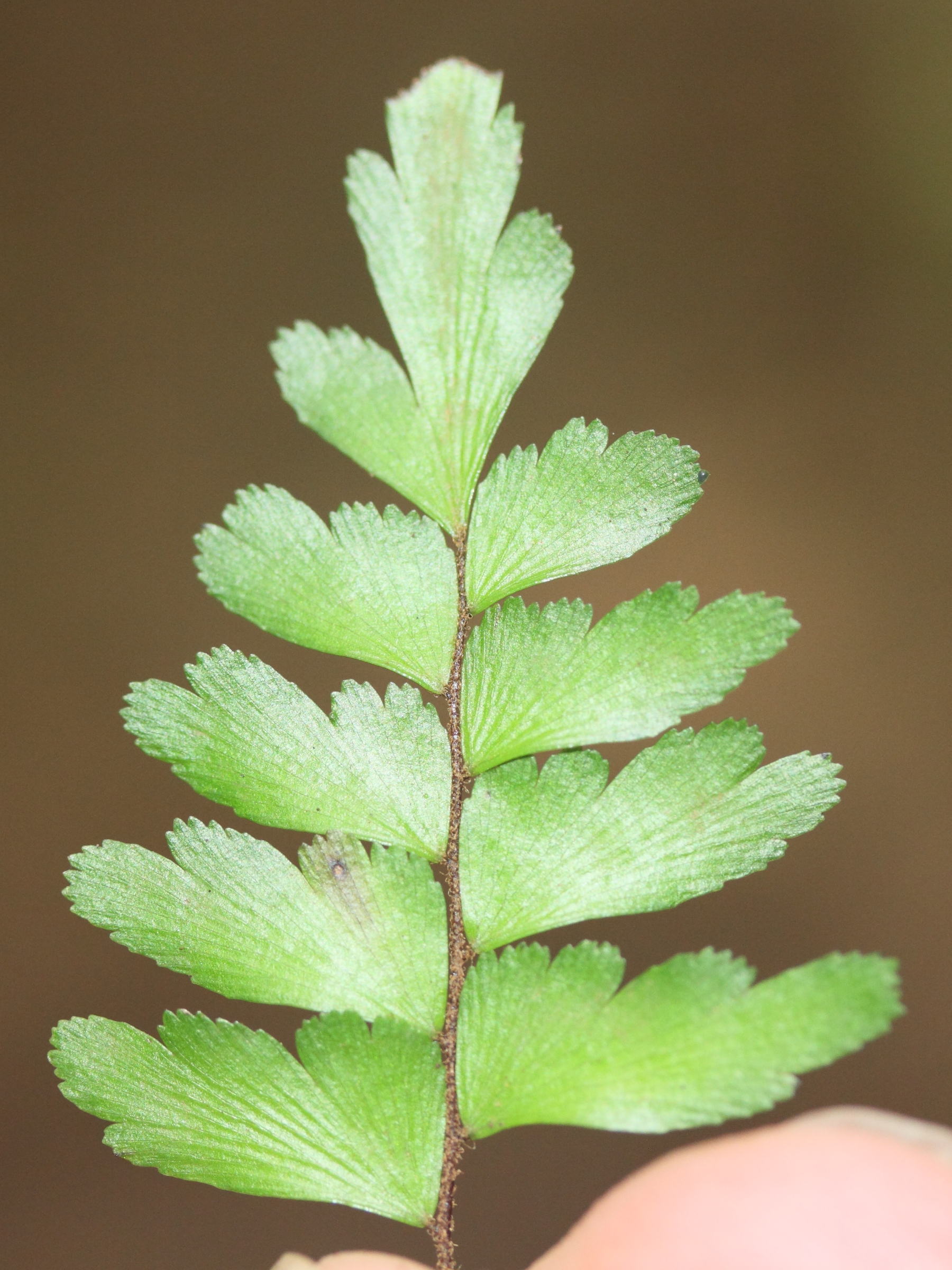 adiantum_lunulatum5md