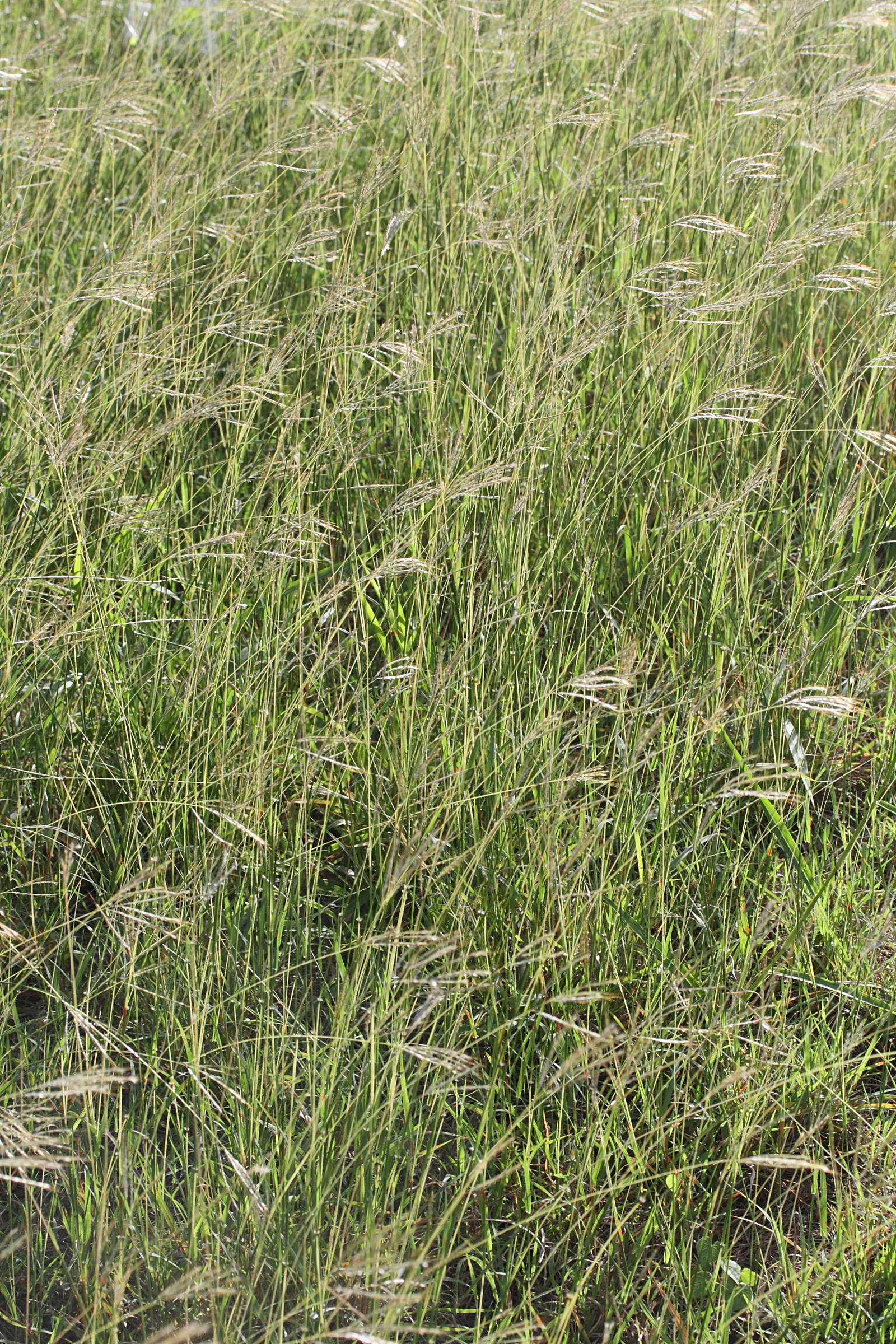 Afficher le média bothriochloa_pertusa1md bothriochloa_pertusa1md