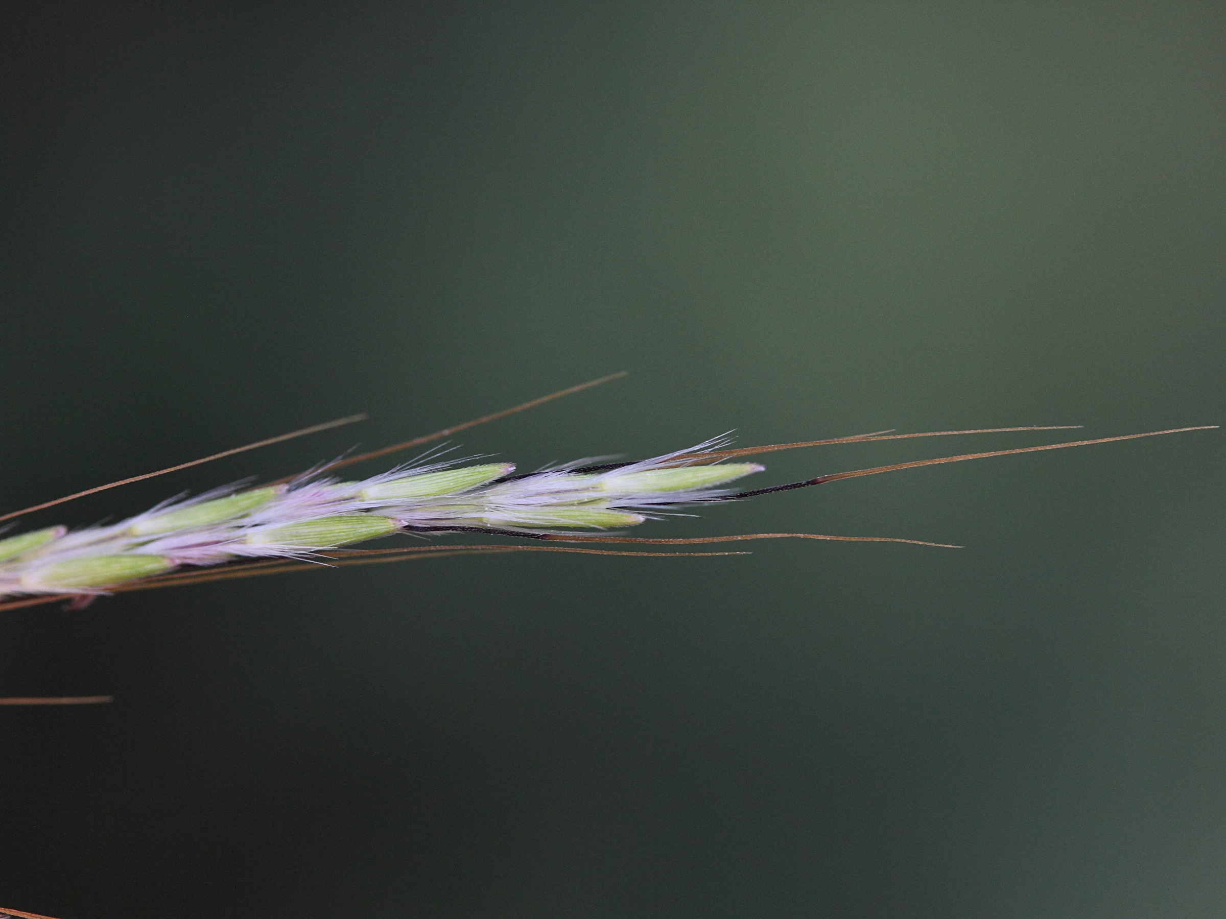 Afficher le média bothriochloa_pertusa3md bothriochloa_pertusa3md