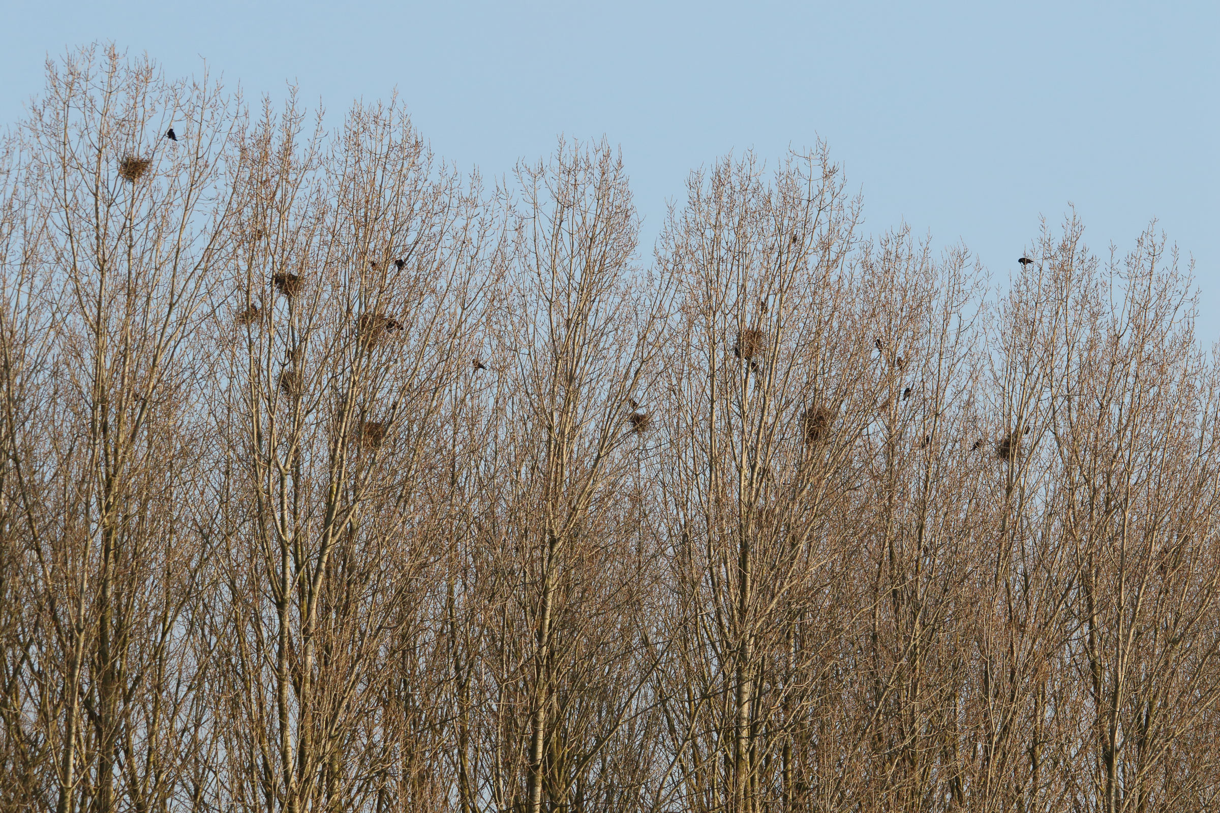 corbeau_freux_-_corvus_frugilegus4md