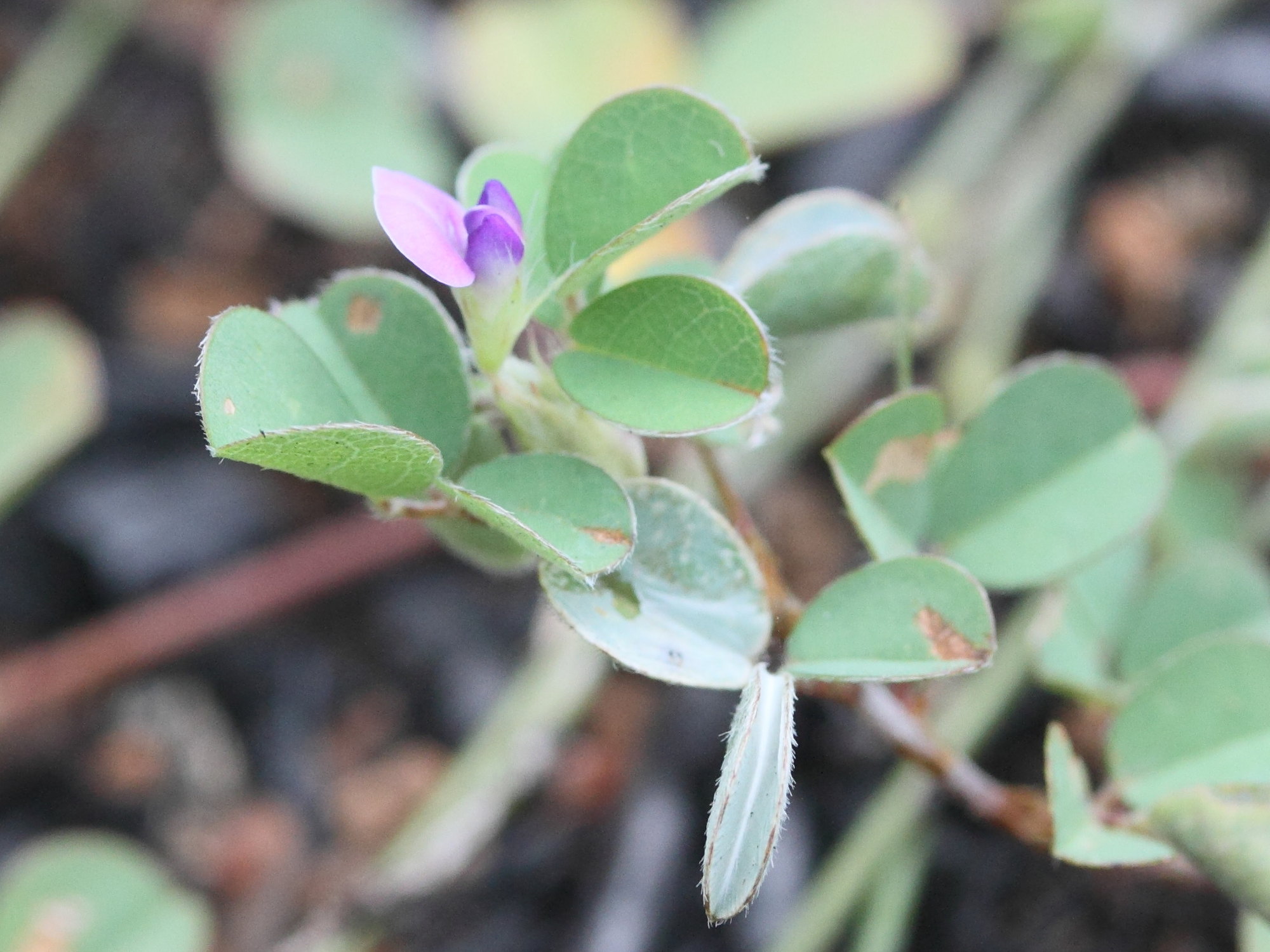 desmodium_triflorum1md