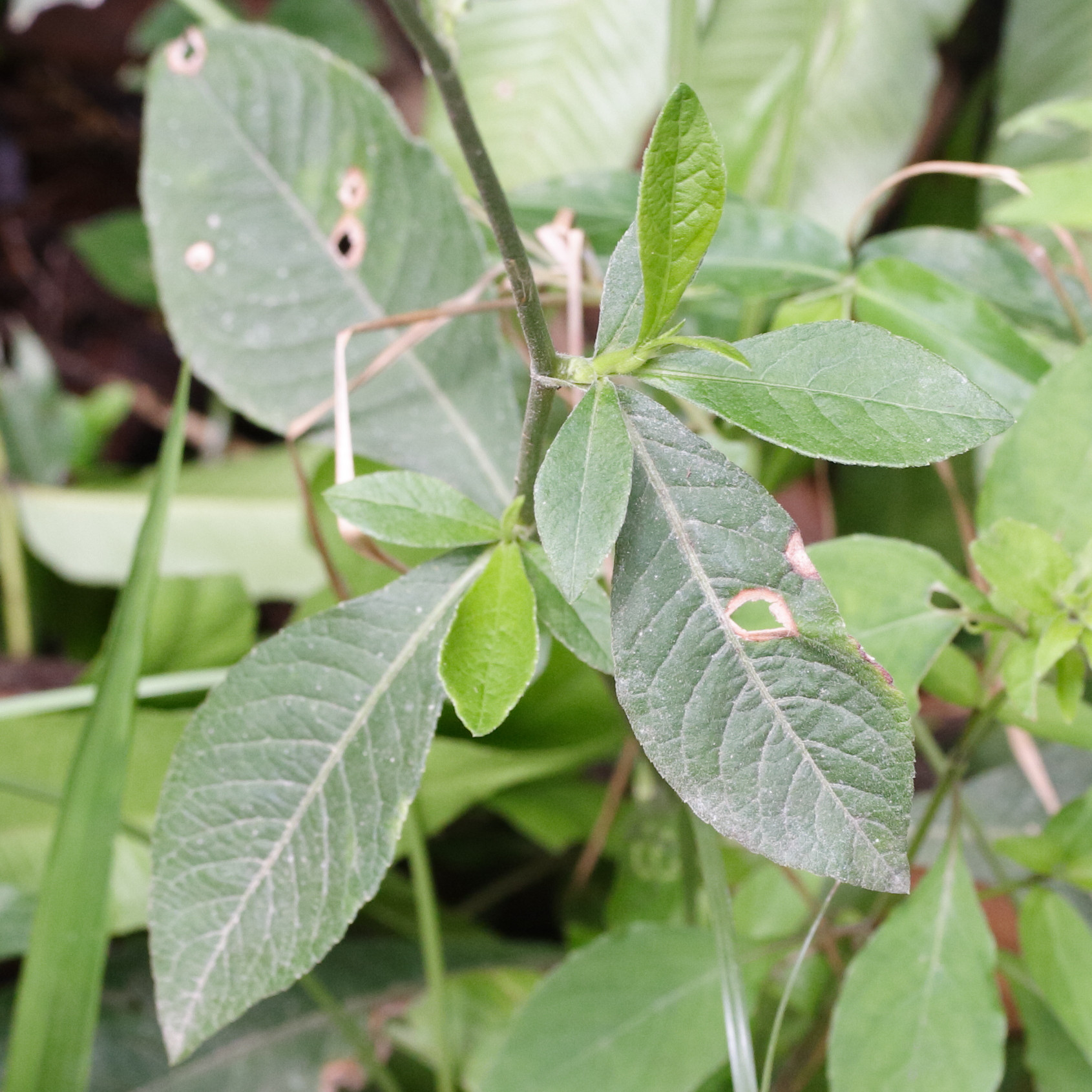 Afficher le média elephantopus_mollis6md elephantopus_mollis6md