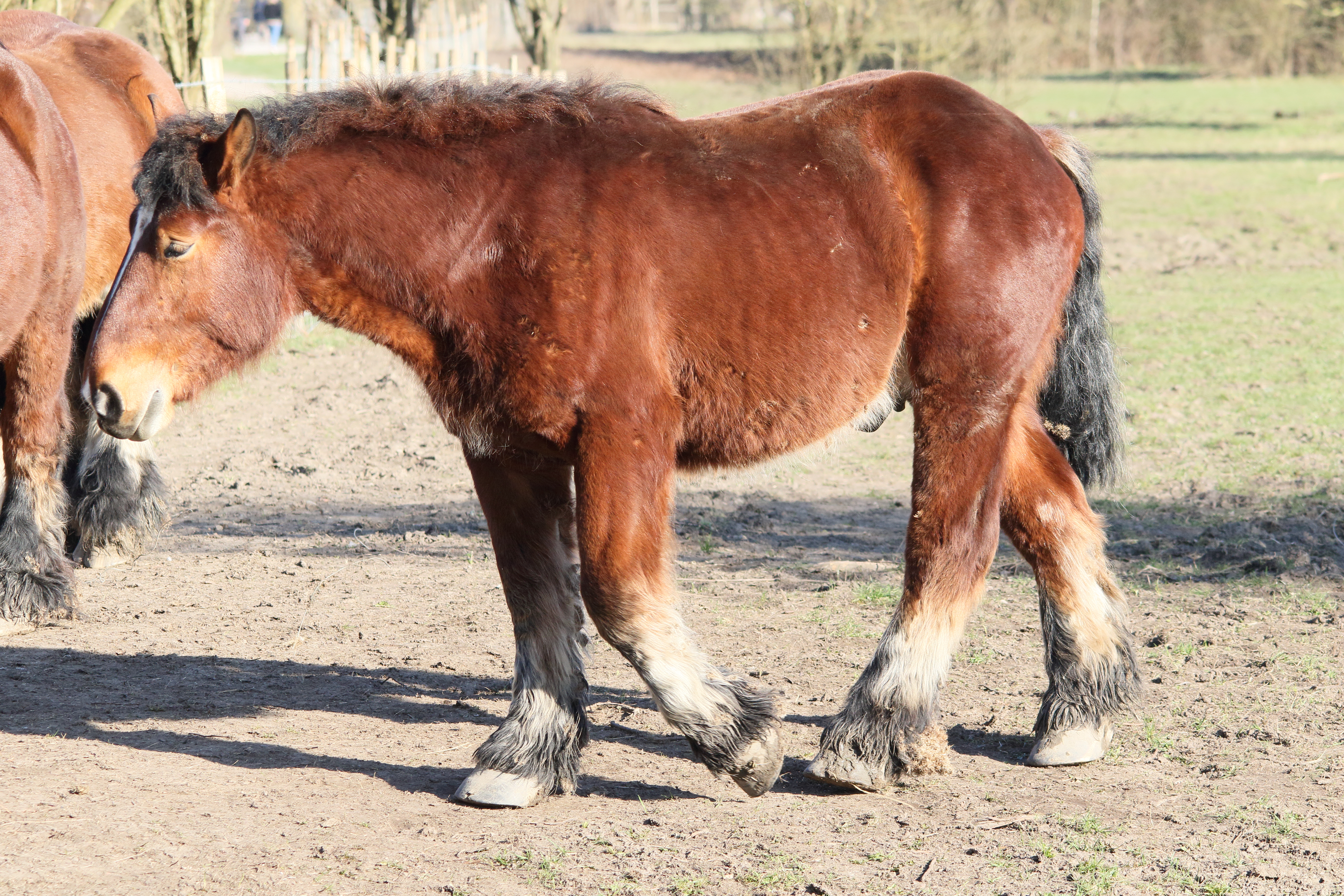 equus_caballus_trait_du_nord1md