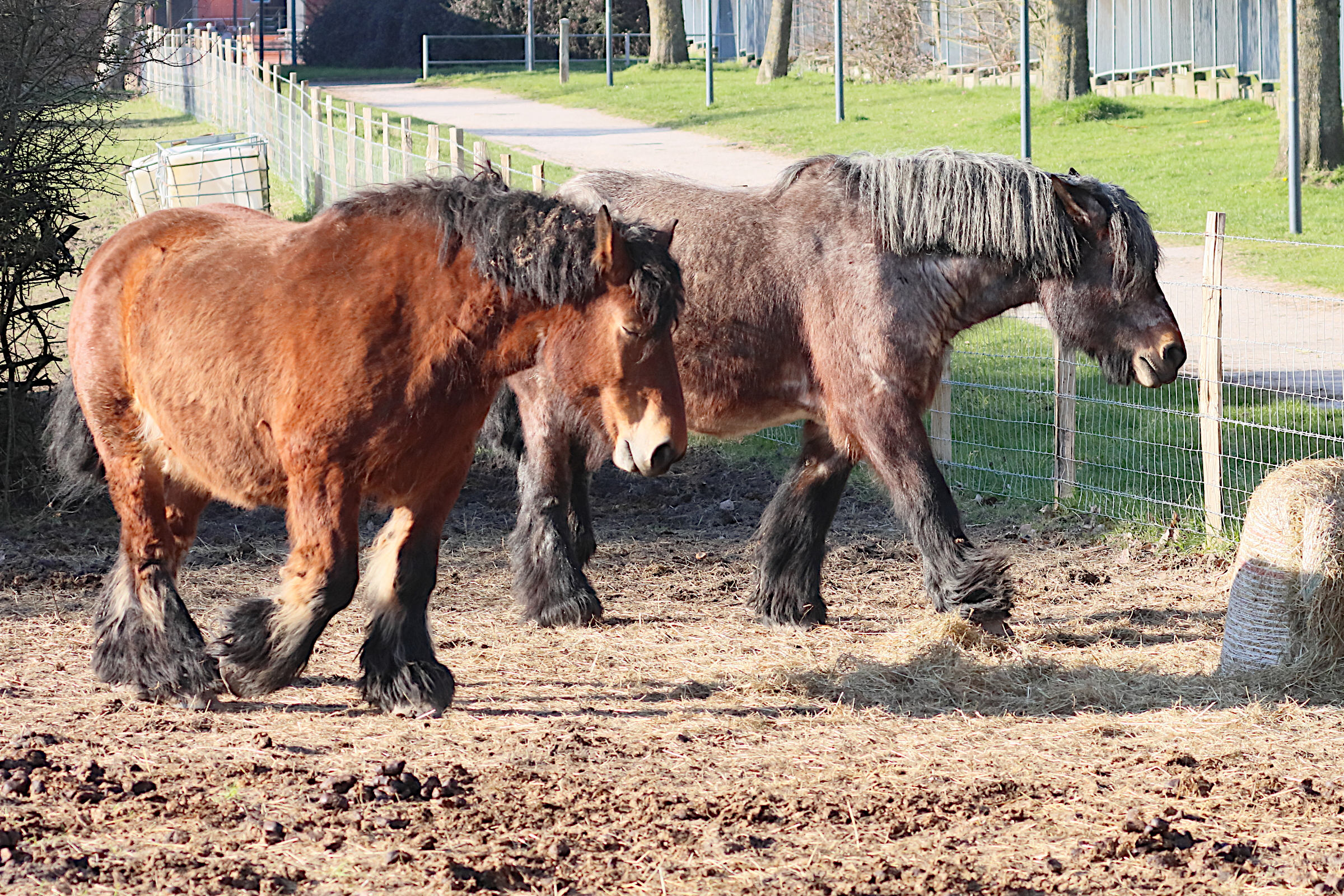 equus_caballus_trait_du_nord2bd