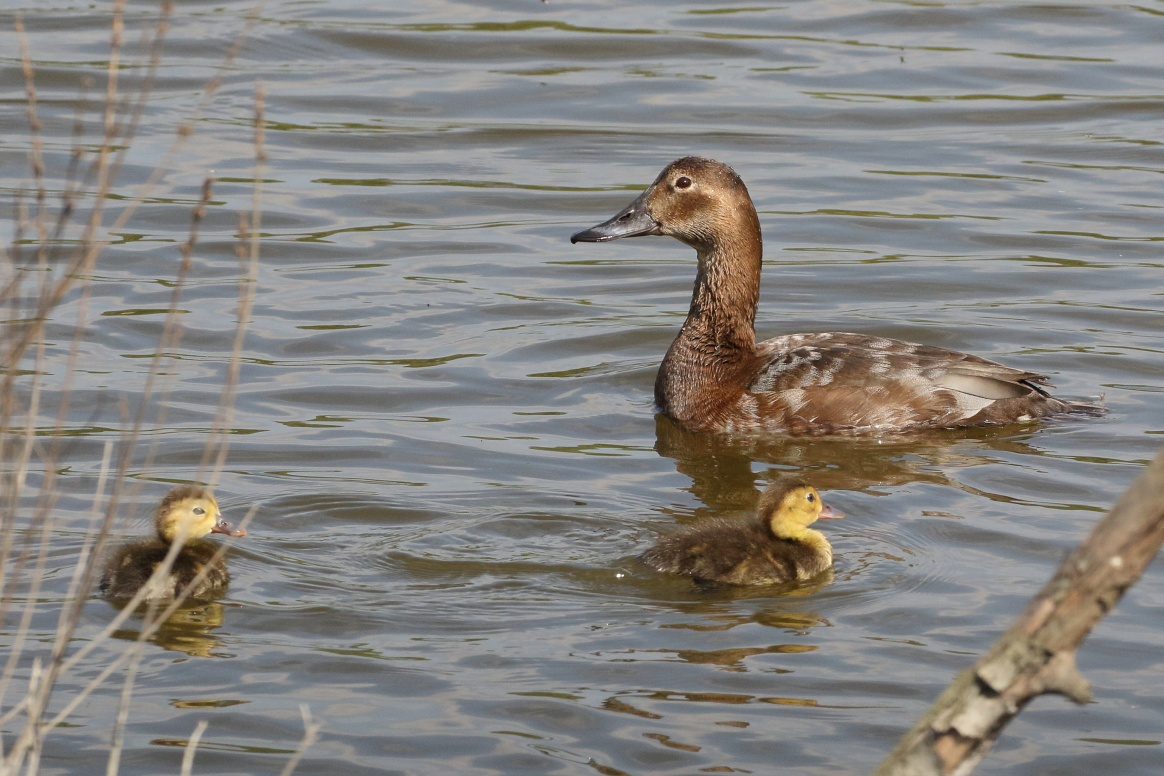 fuligule_milouin_-_aythya_ferina8bd