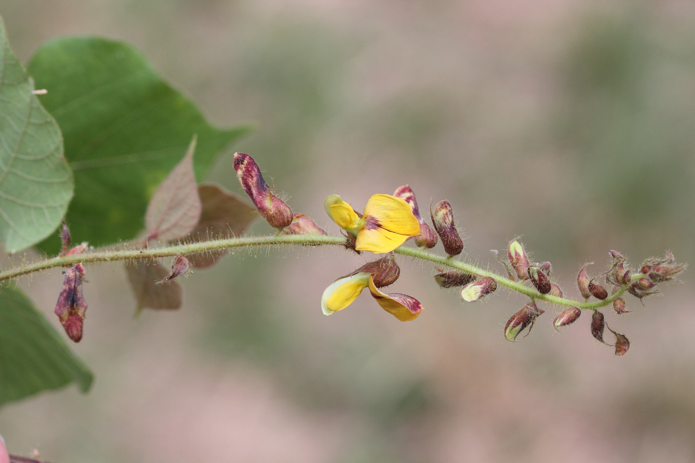 Afficher le média rhynchosia_viscosa2md rhynchosia_viscosa2md