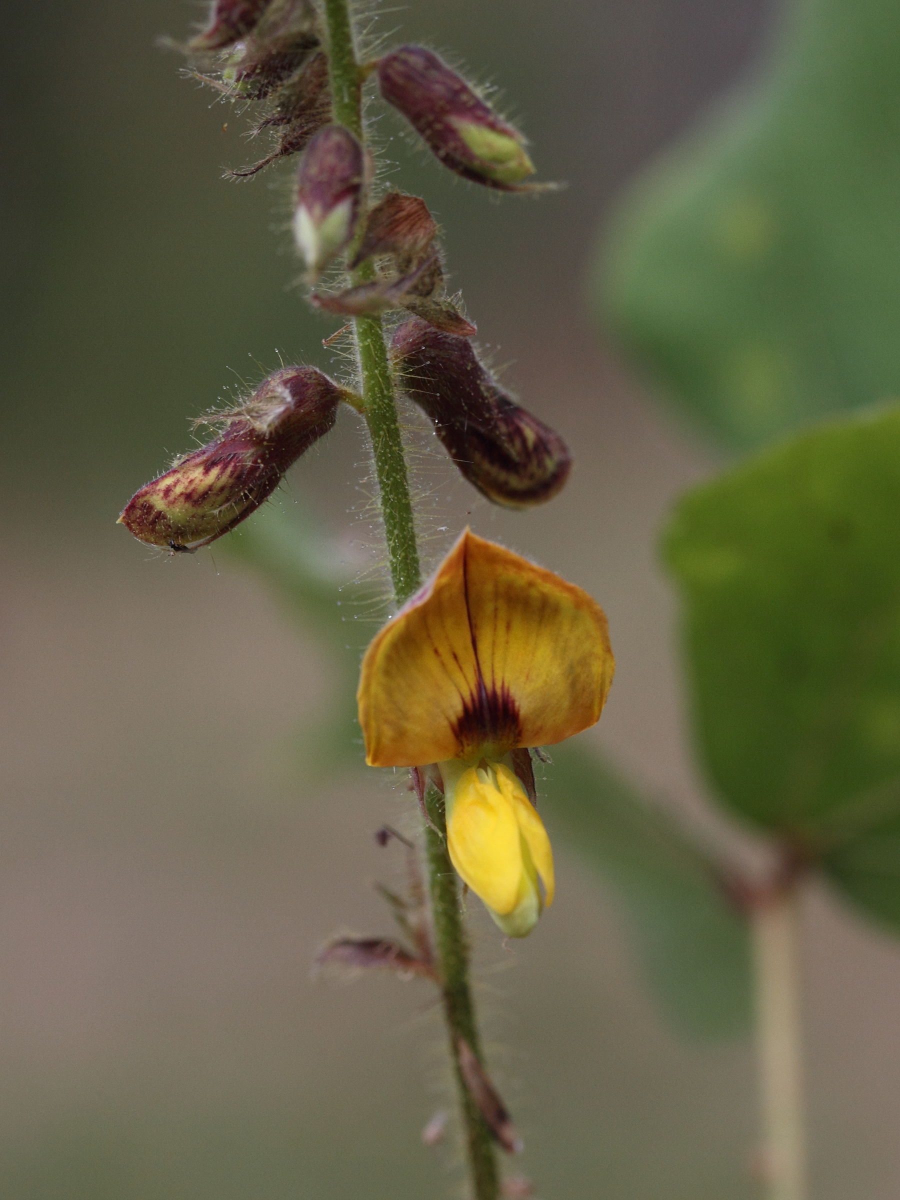 Afficher le média rhynchosia_viscosa3md rhynchosia_viscosa3md