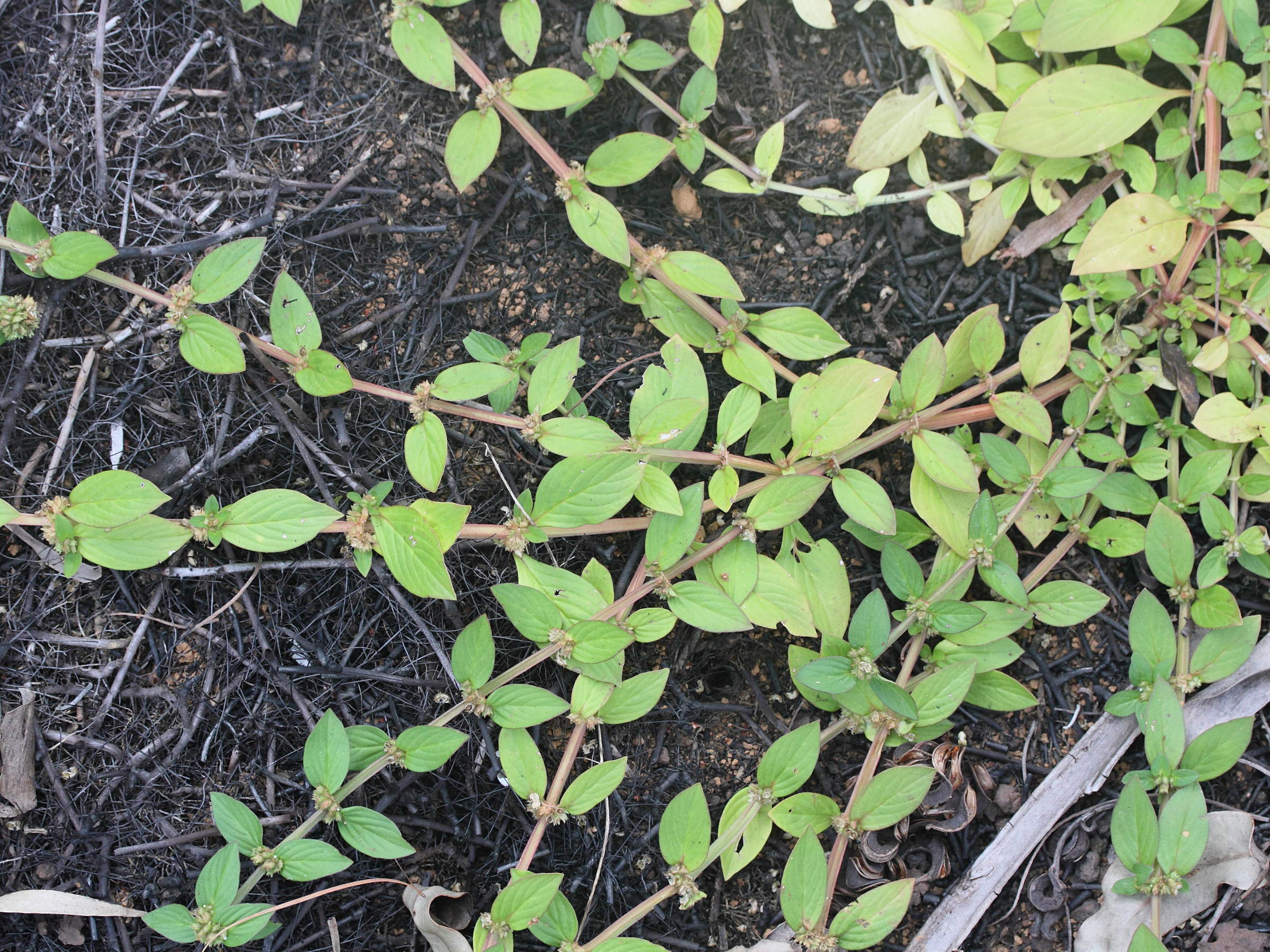 Afficher le média spermacoce_tenuior1md spermacoce_tenuior1md